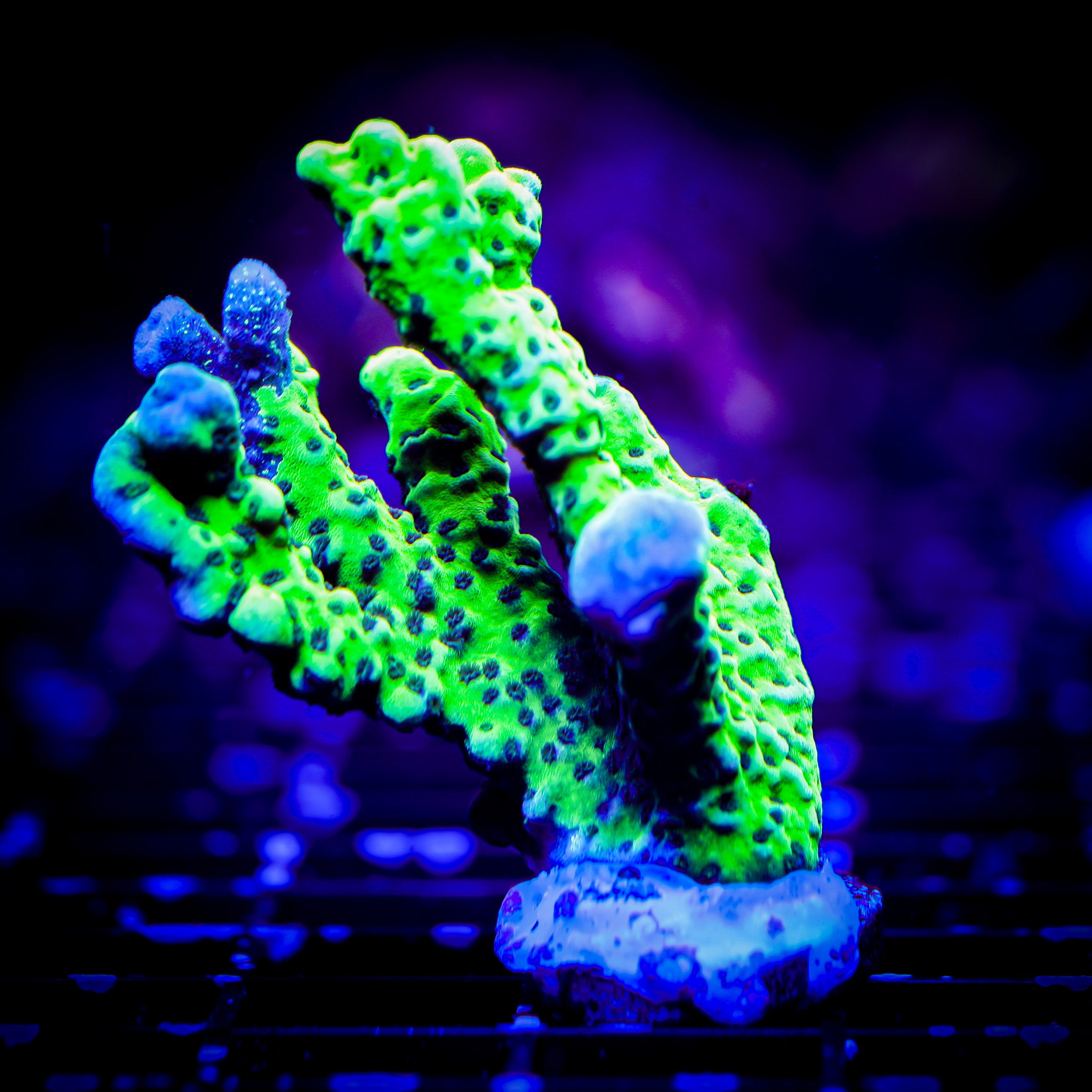 SLIMEBALL ANACROPORA