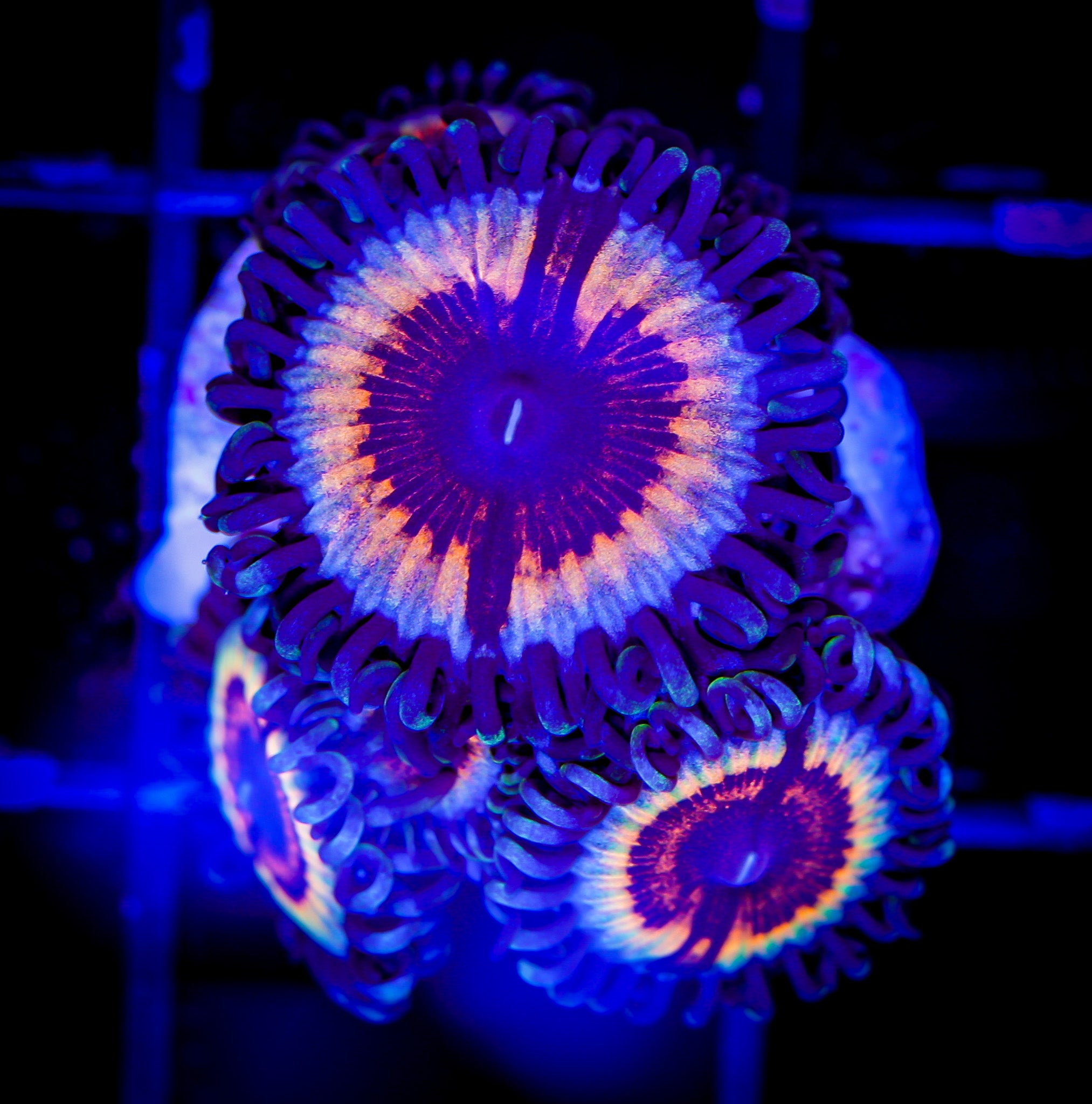SONIC FLARE ZOA