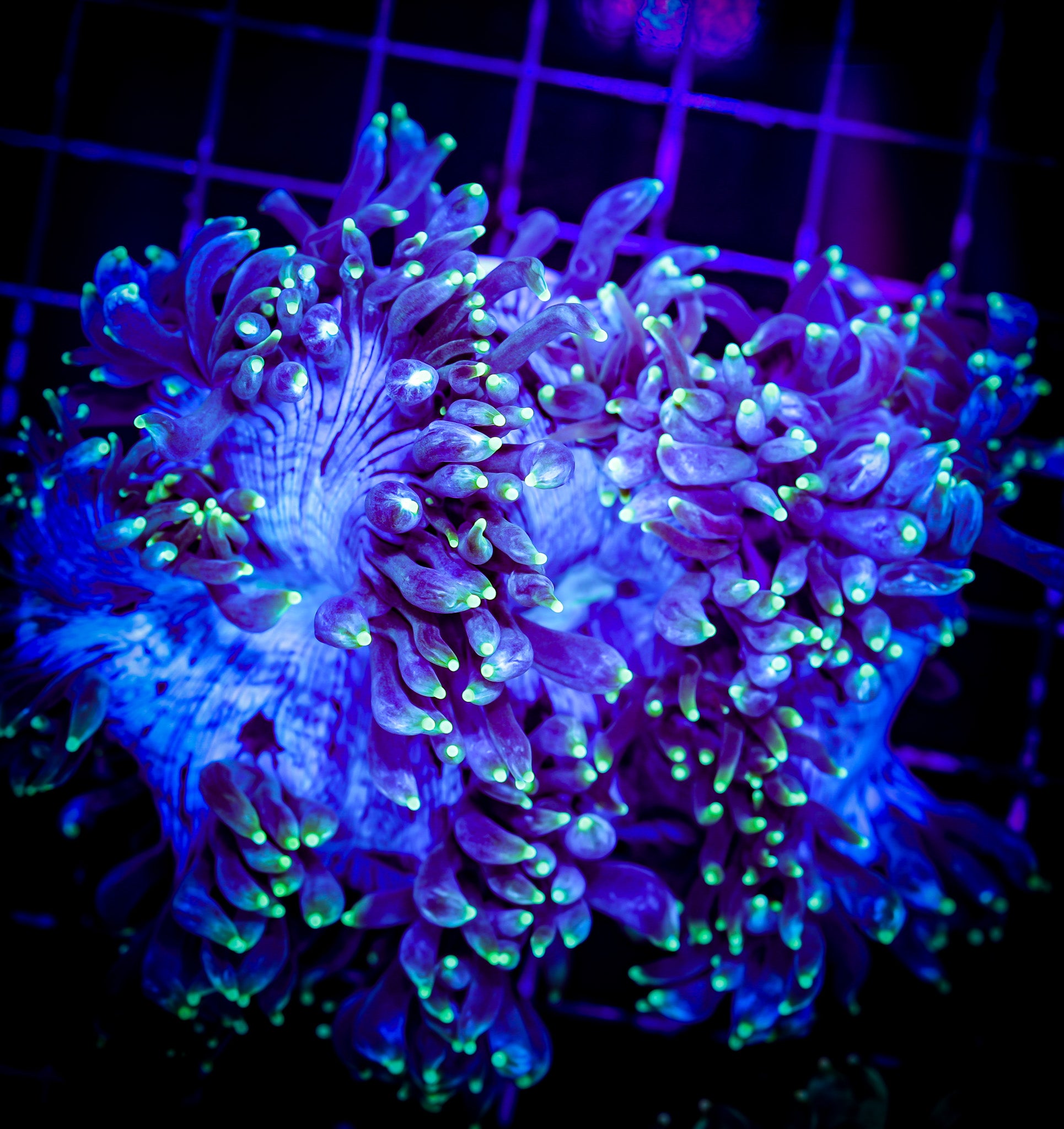 AUSSIE YELLOW TIP ELEGANCE LG