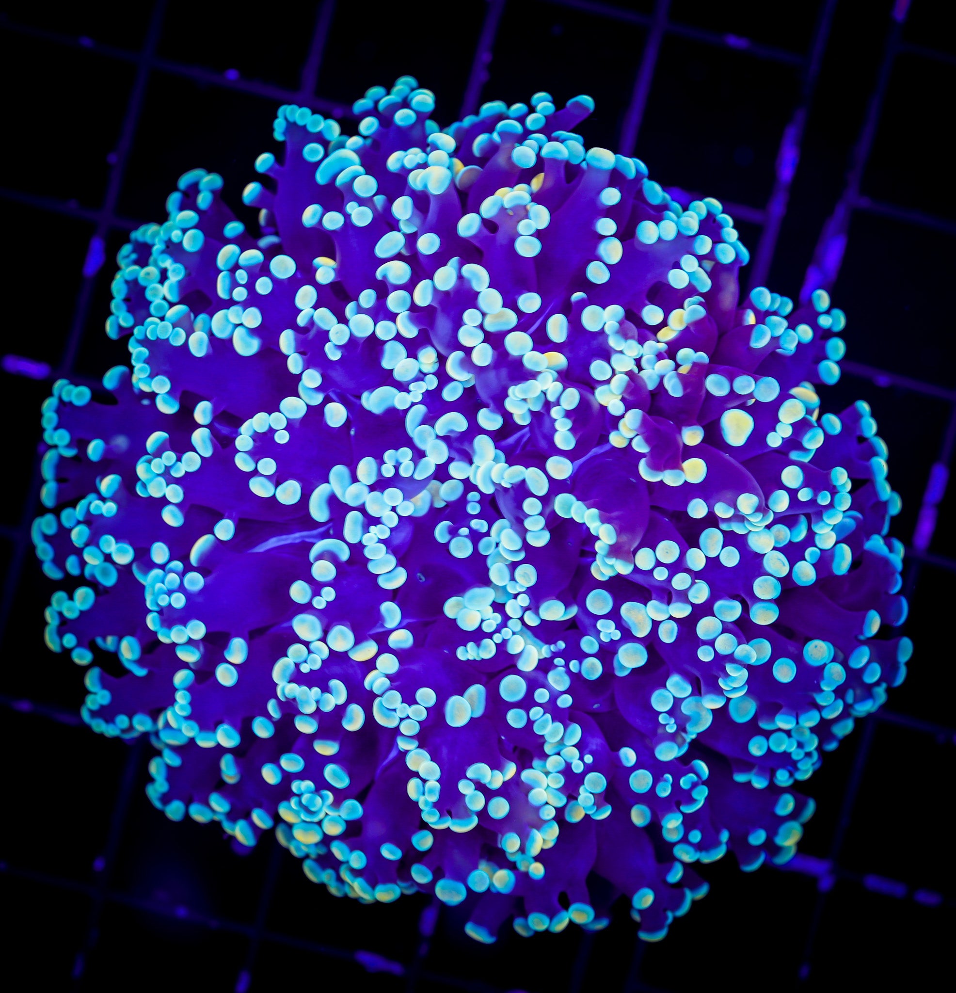 AUSSIE ULTRA HOT KINGSPAWN