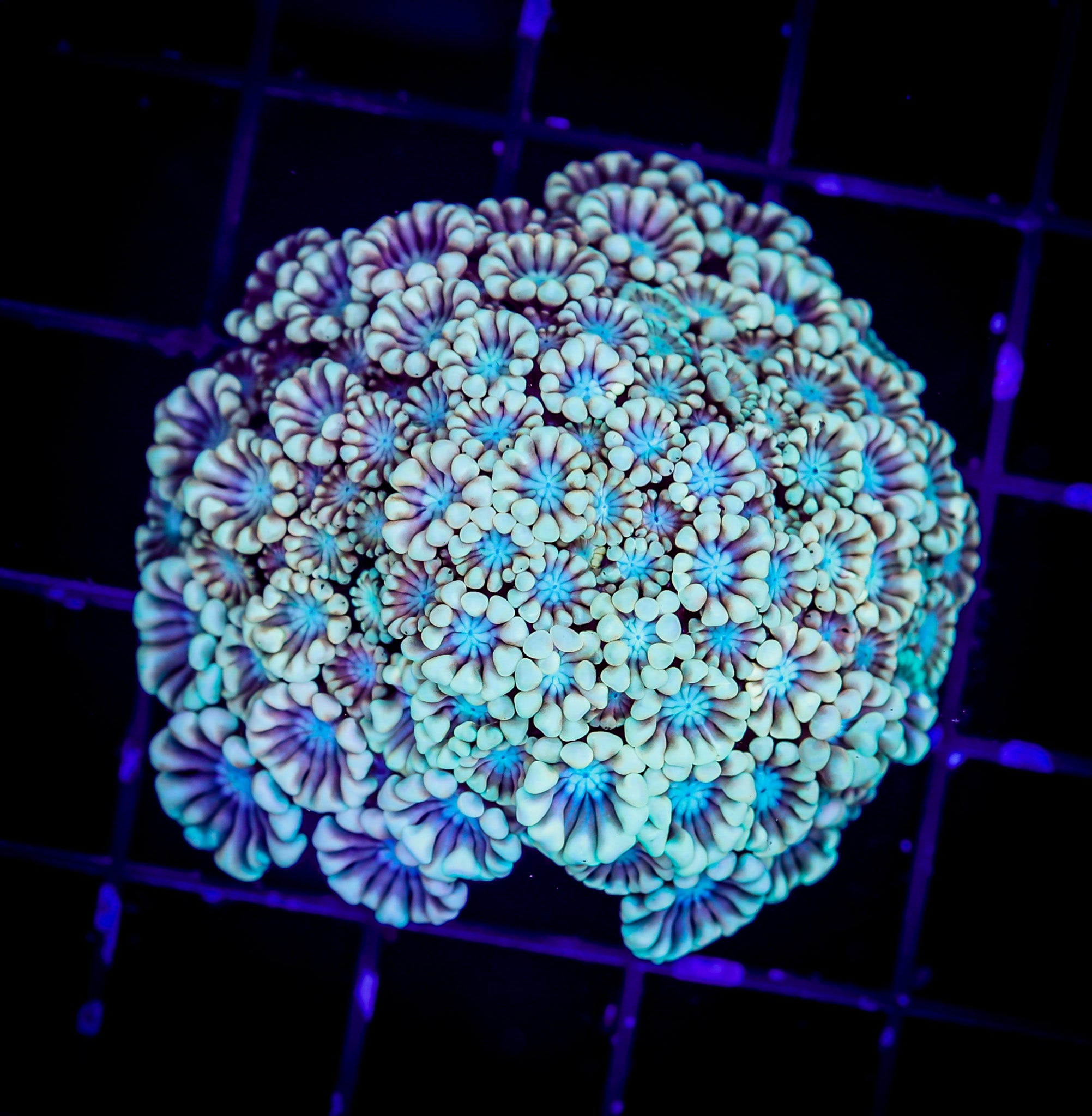 AQUA BLOOM ULTRA ALVEOPORA