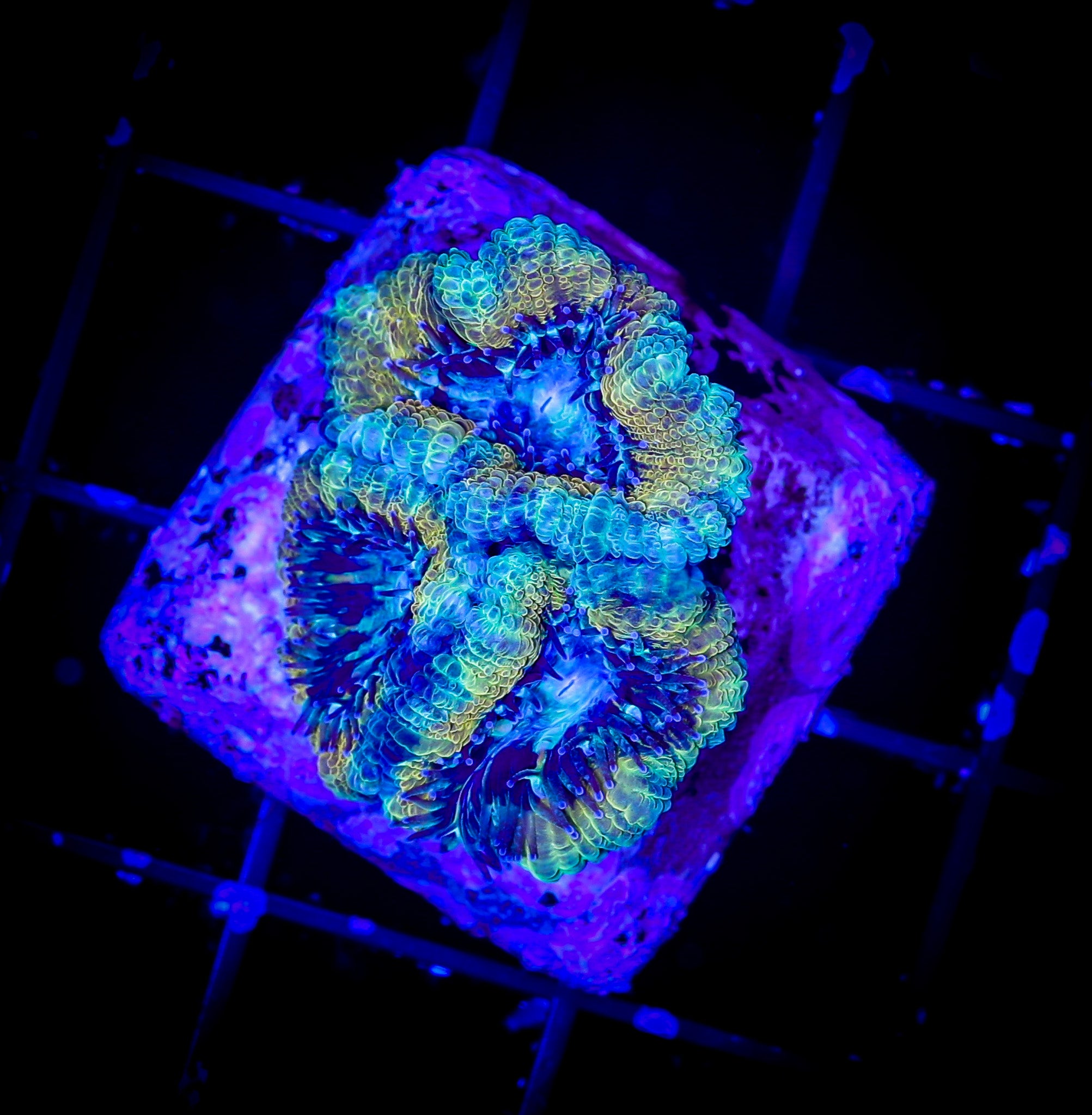 GOLD AND TEAL ULTRA ACAN