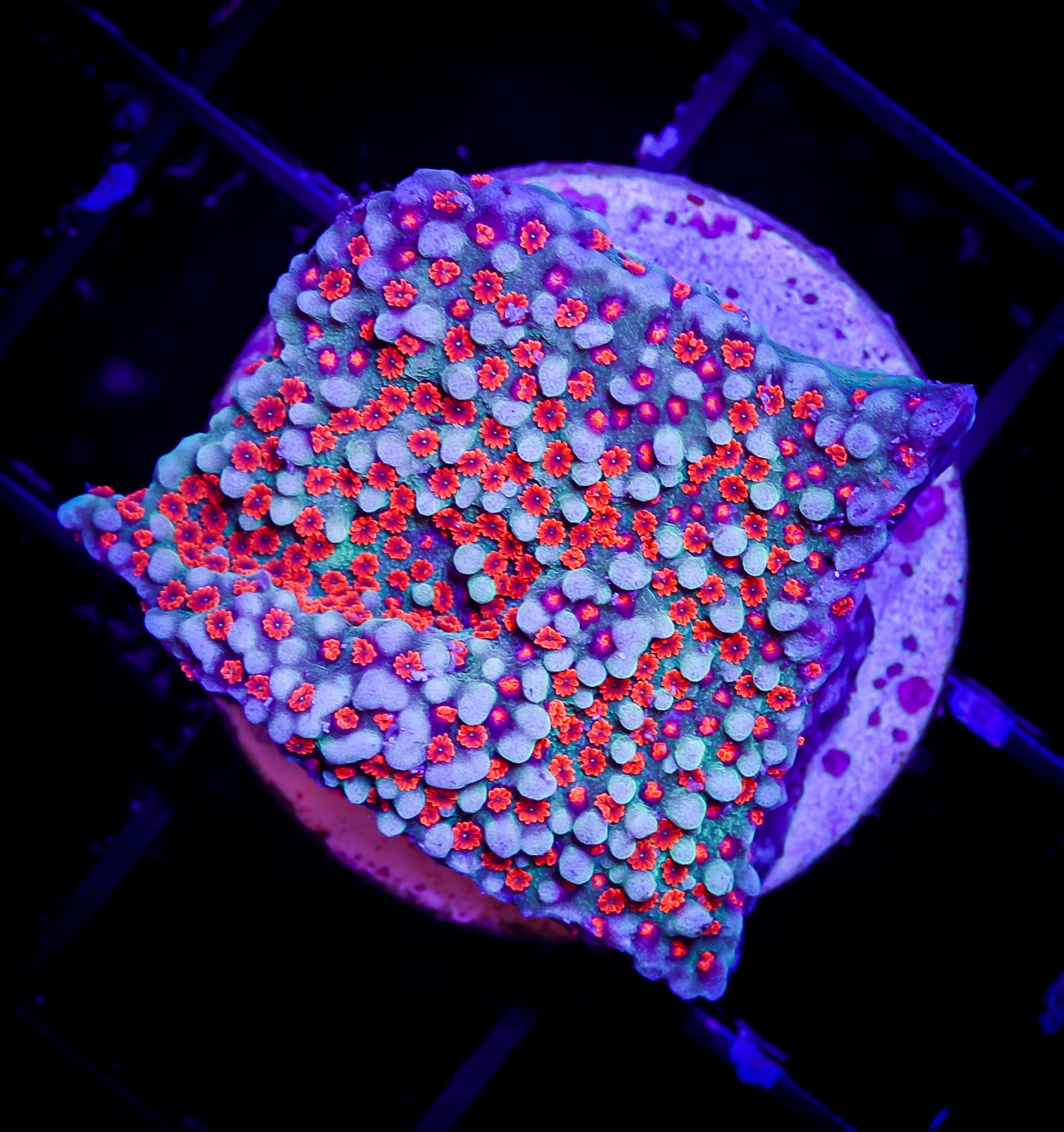 CHILI PEPPER MONTIPORA