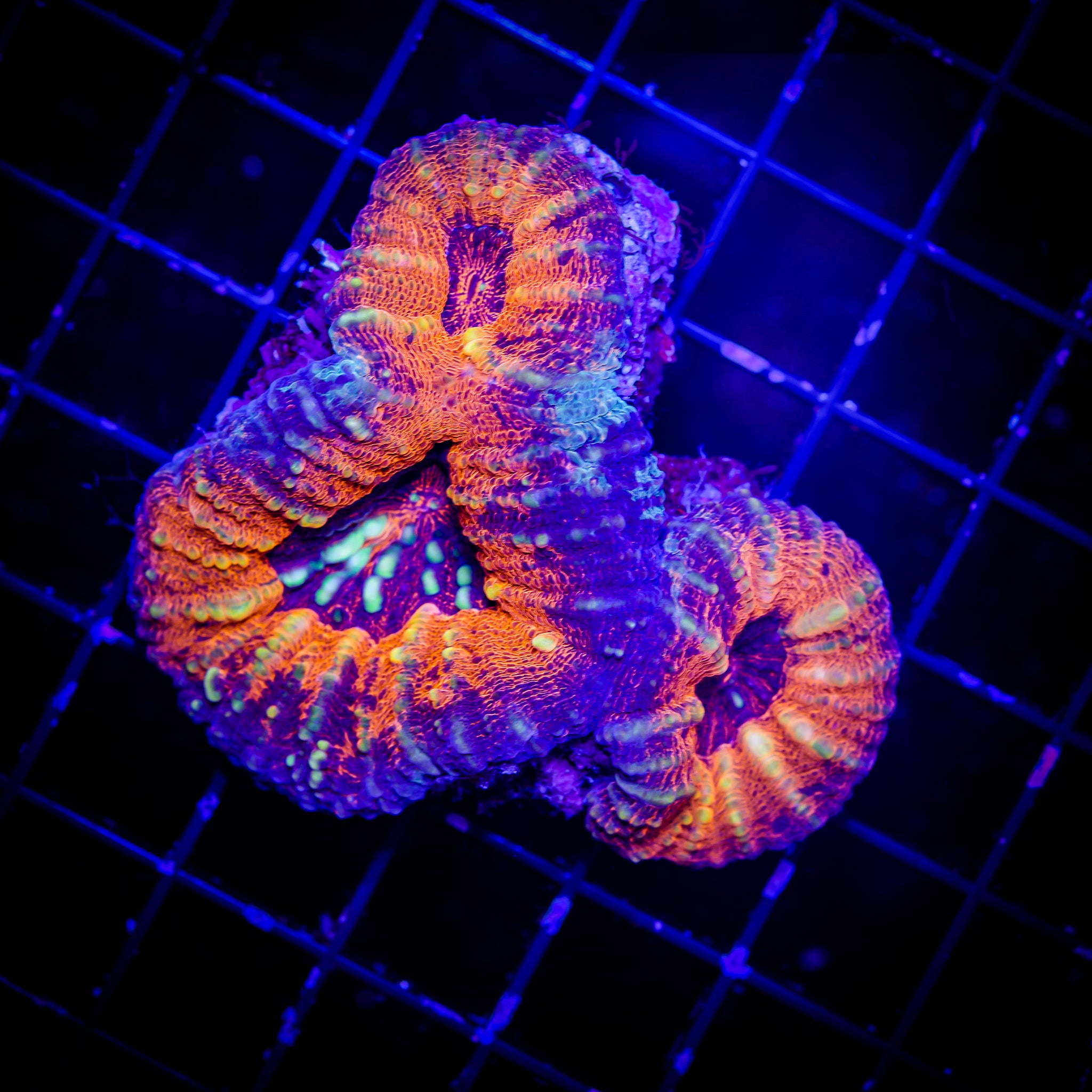 AUSSIE DRAGON'S LAIR LOBO