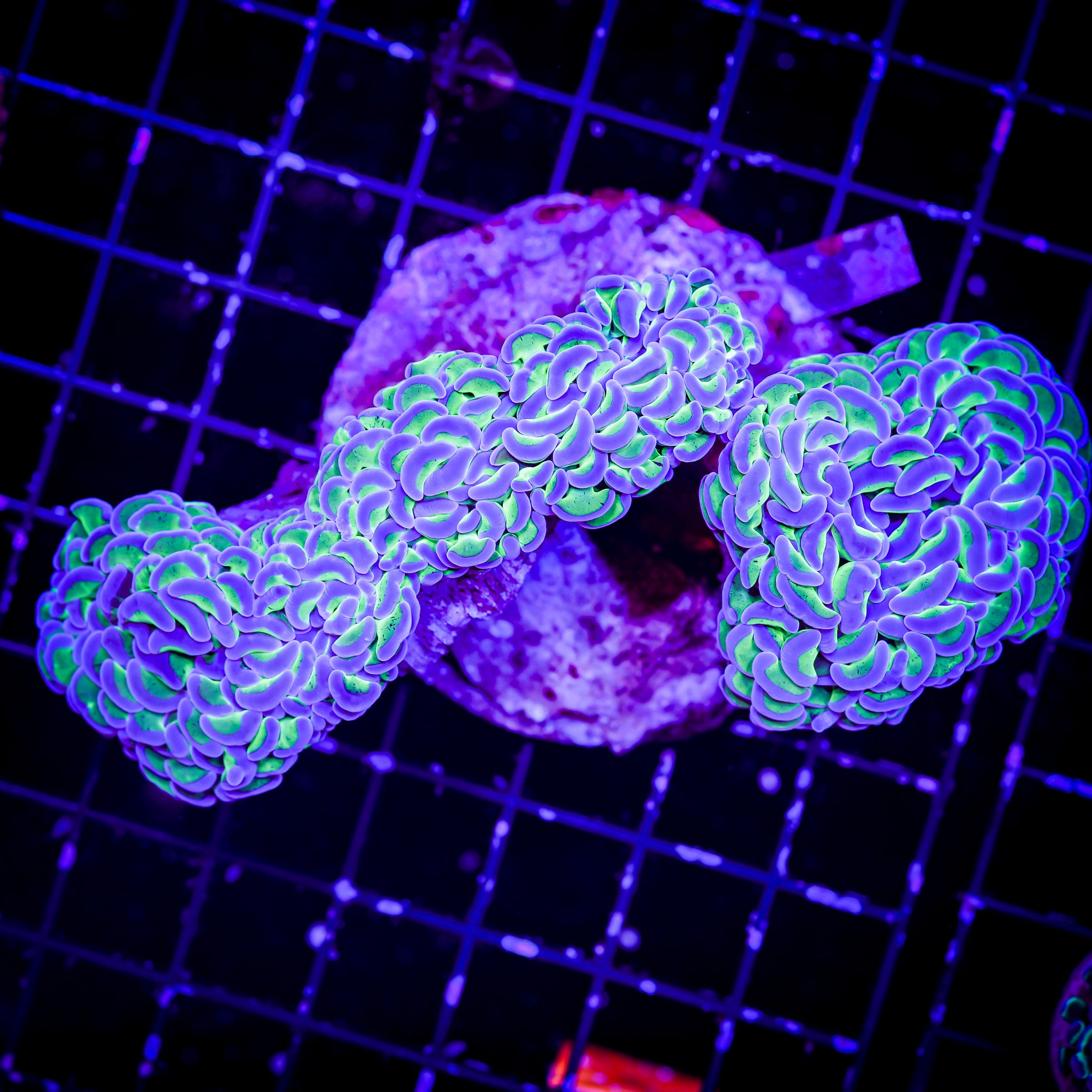 REVERSE ULTRA WALL HAMMER