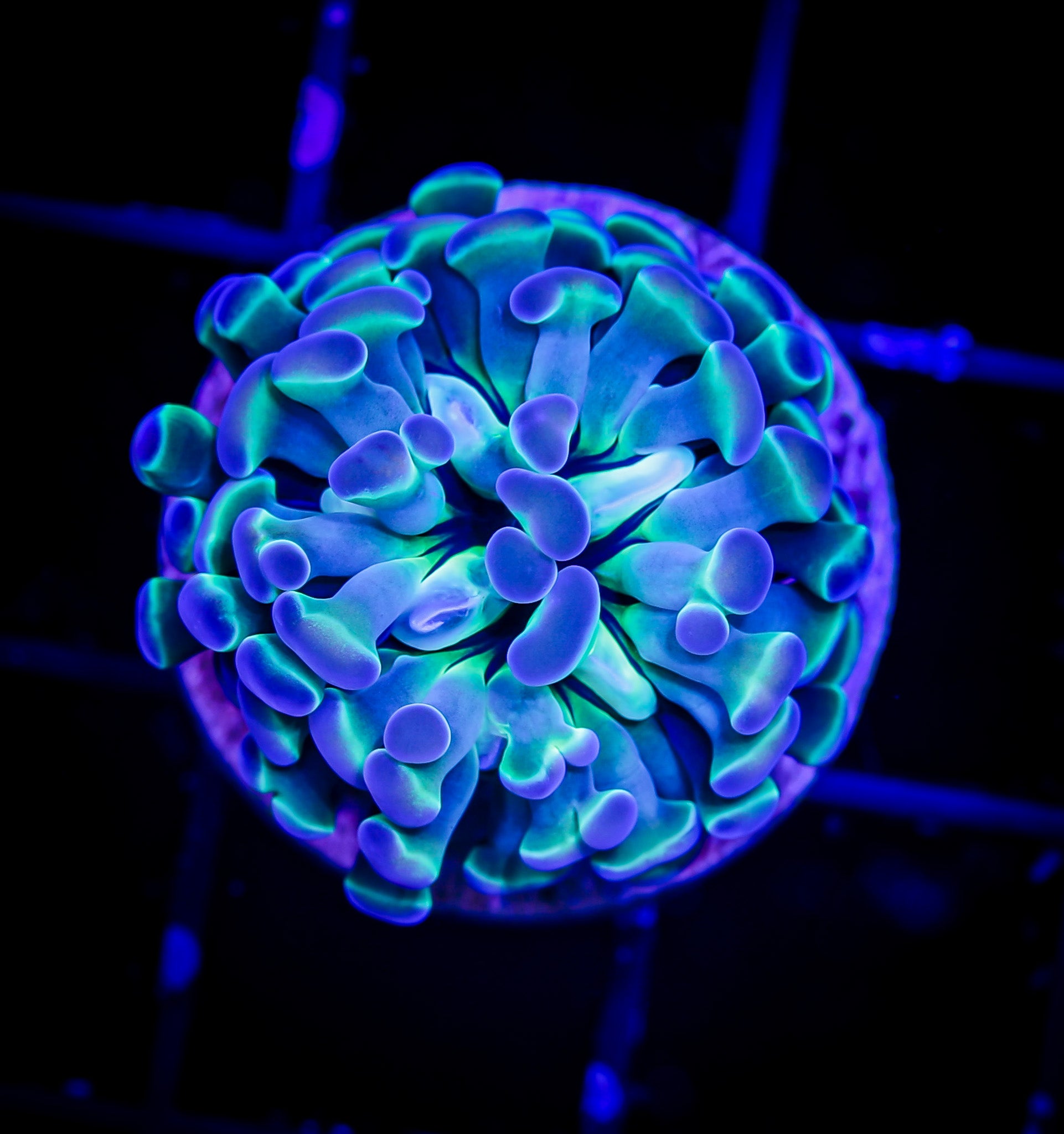 BRANCHING HOLOGRAM HAMMER 1H