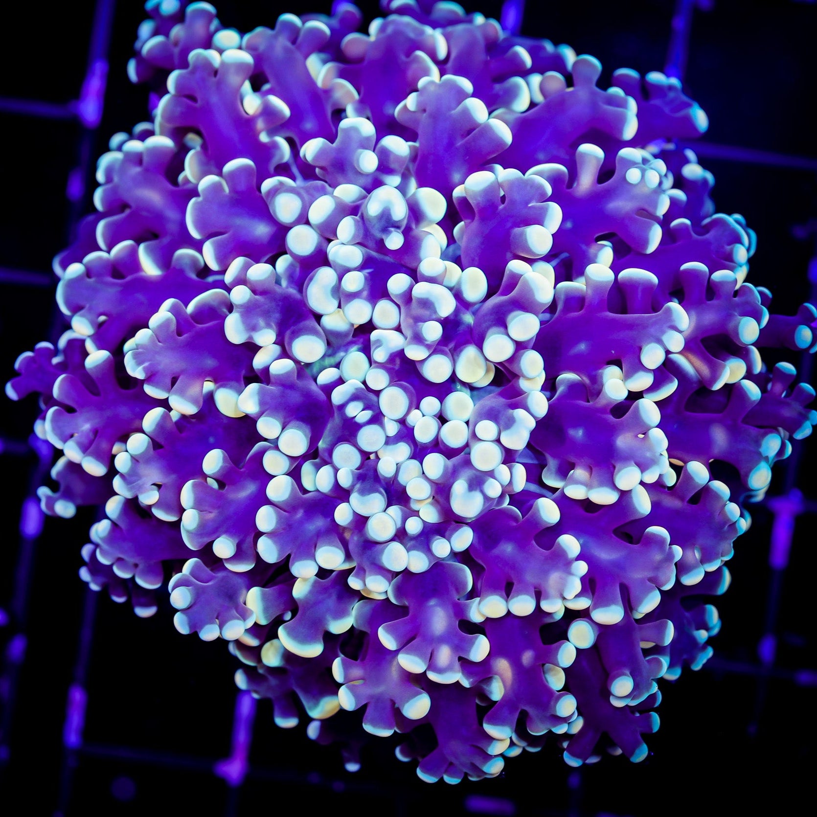 AUSSIE ULTRA HOT KINGSPAWN