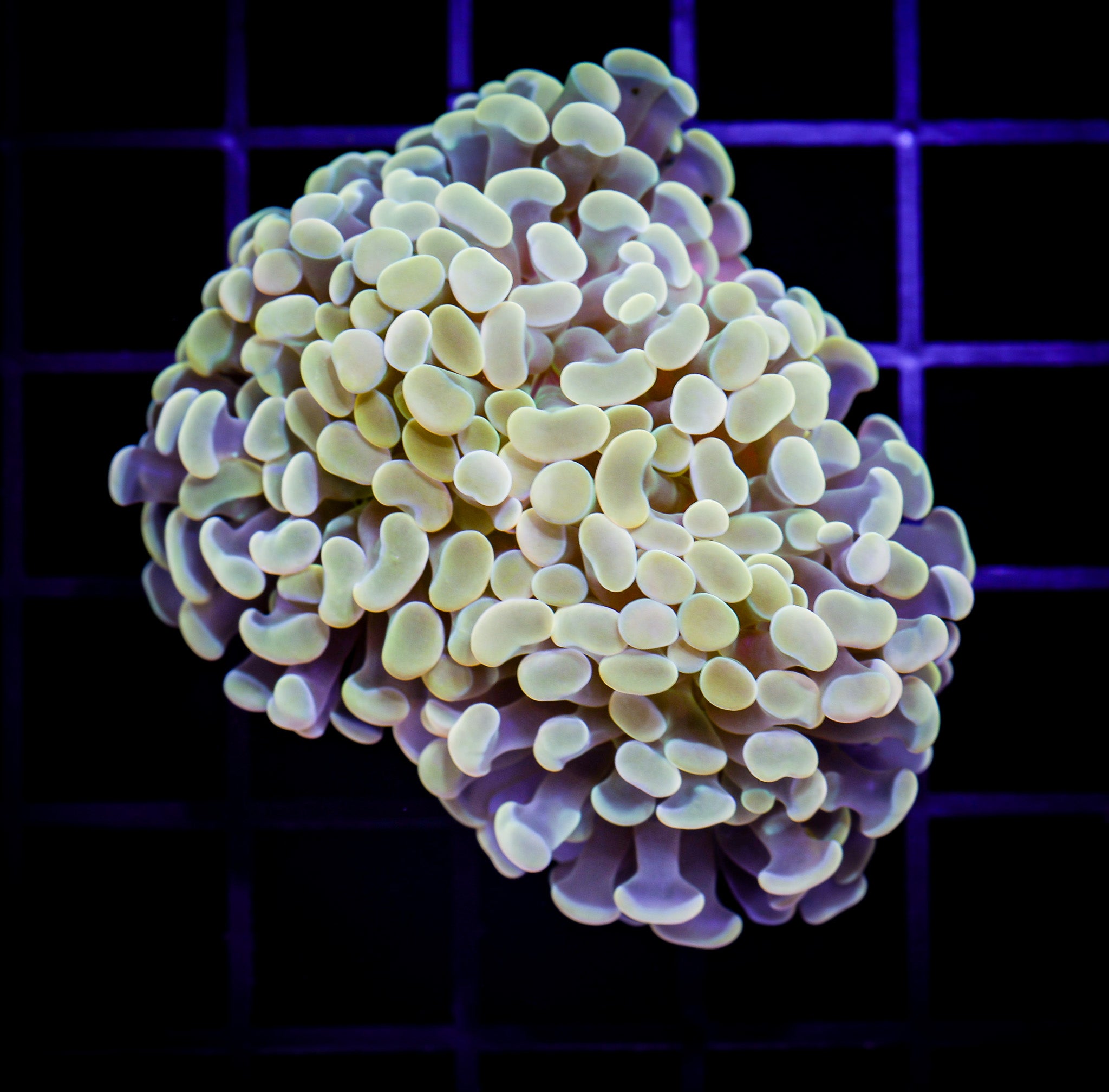 PEACH BRANCHING HAMMER