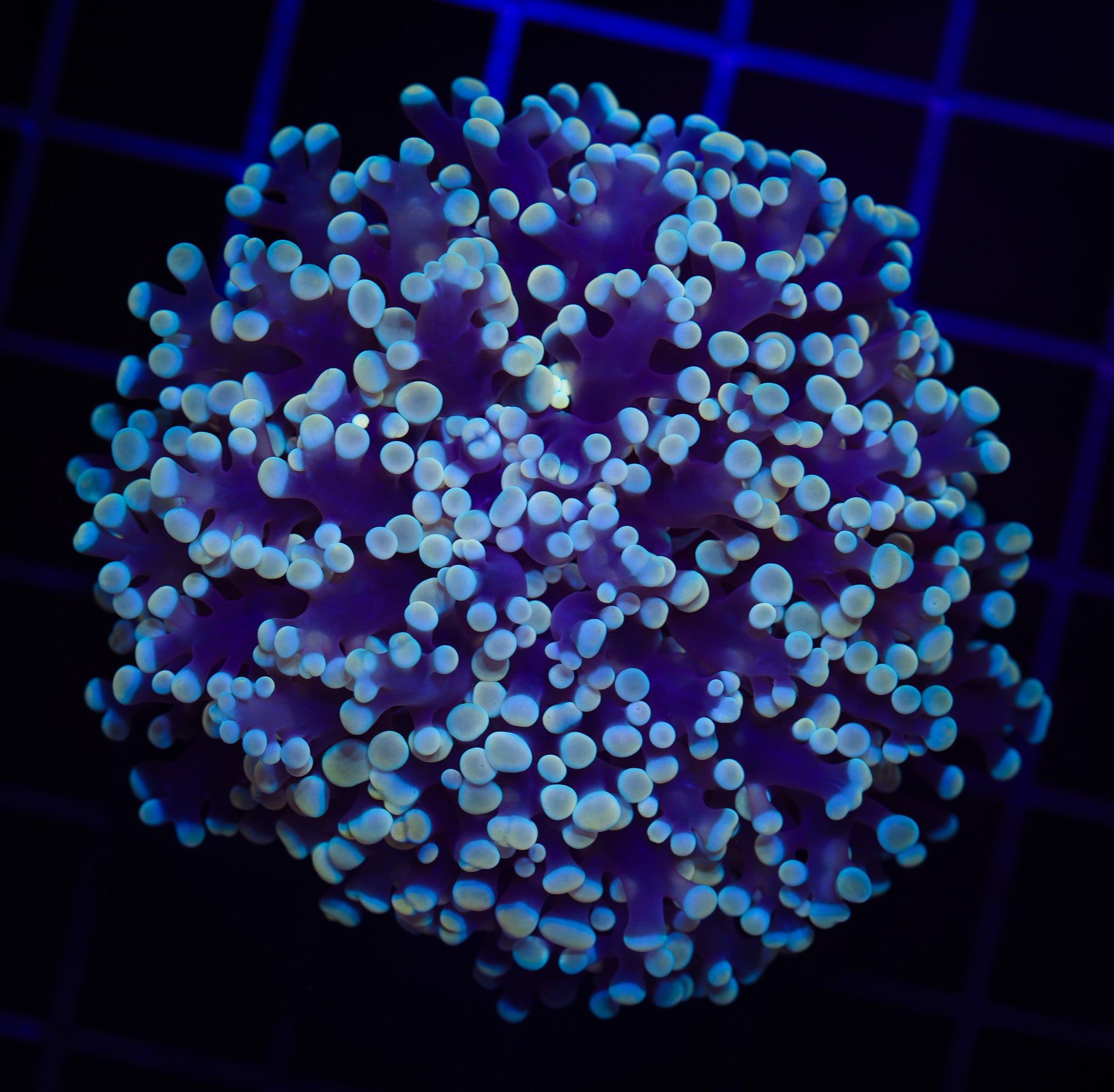 AUSSIE ULTRA HOT KINGSPAWN