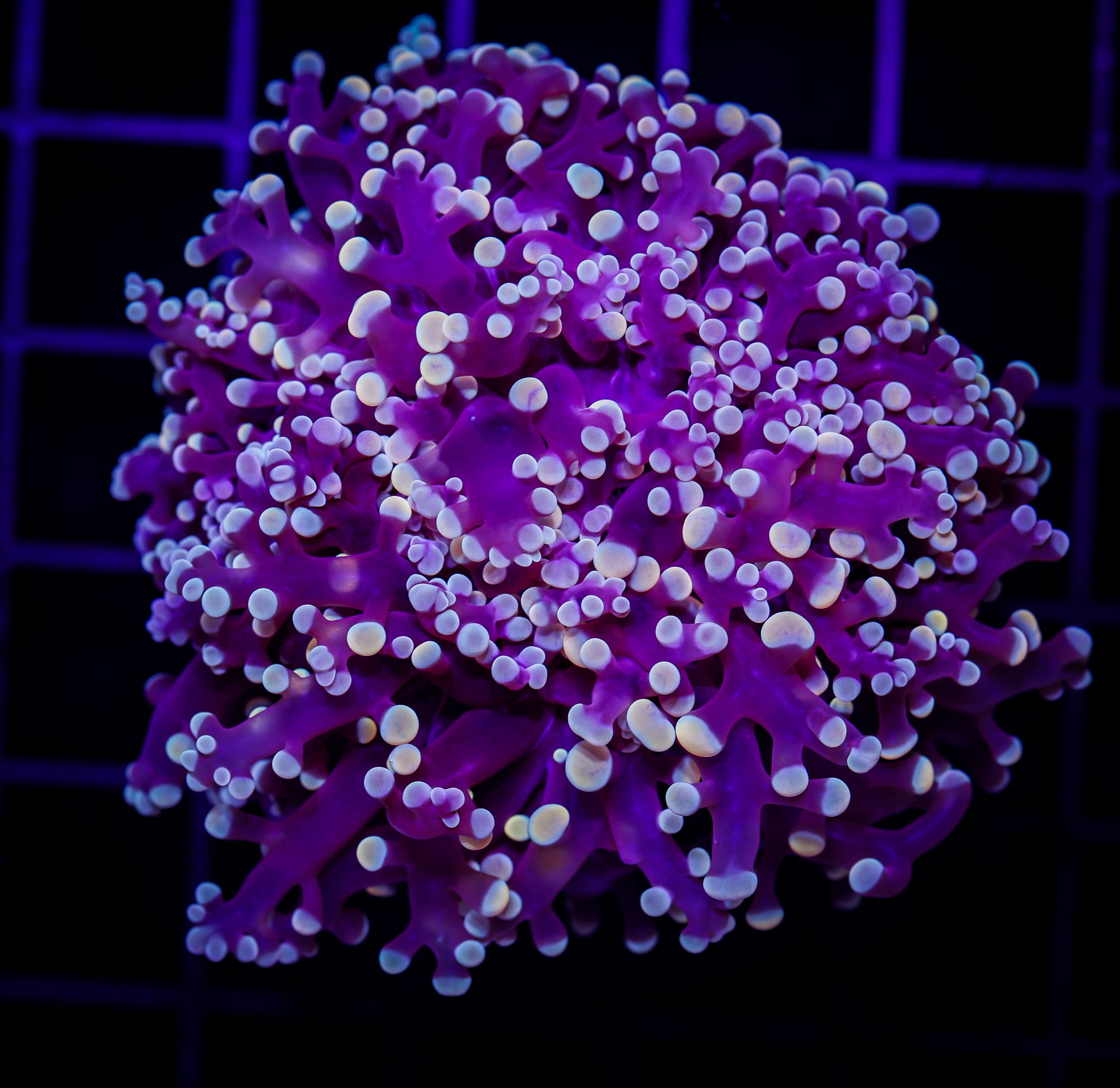 AUSSIE GOLD KINGSPAWN