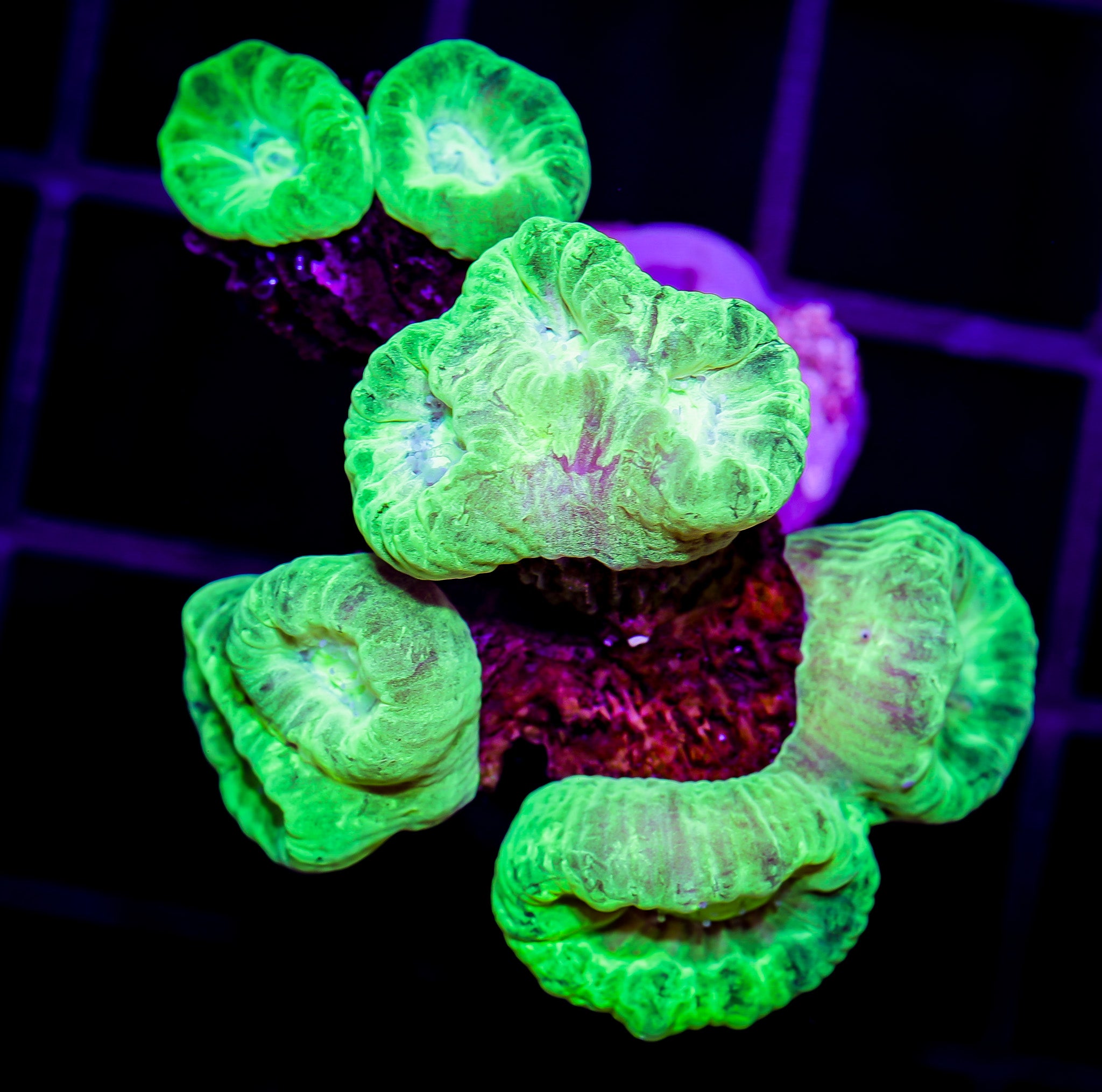 KRYPTONITE CANDY CANE CORAL