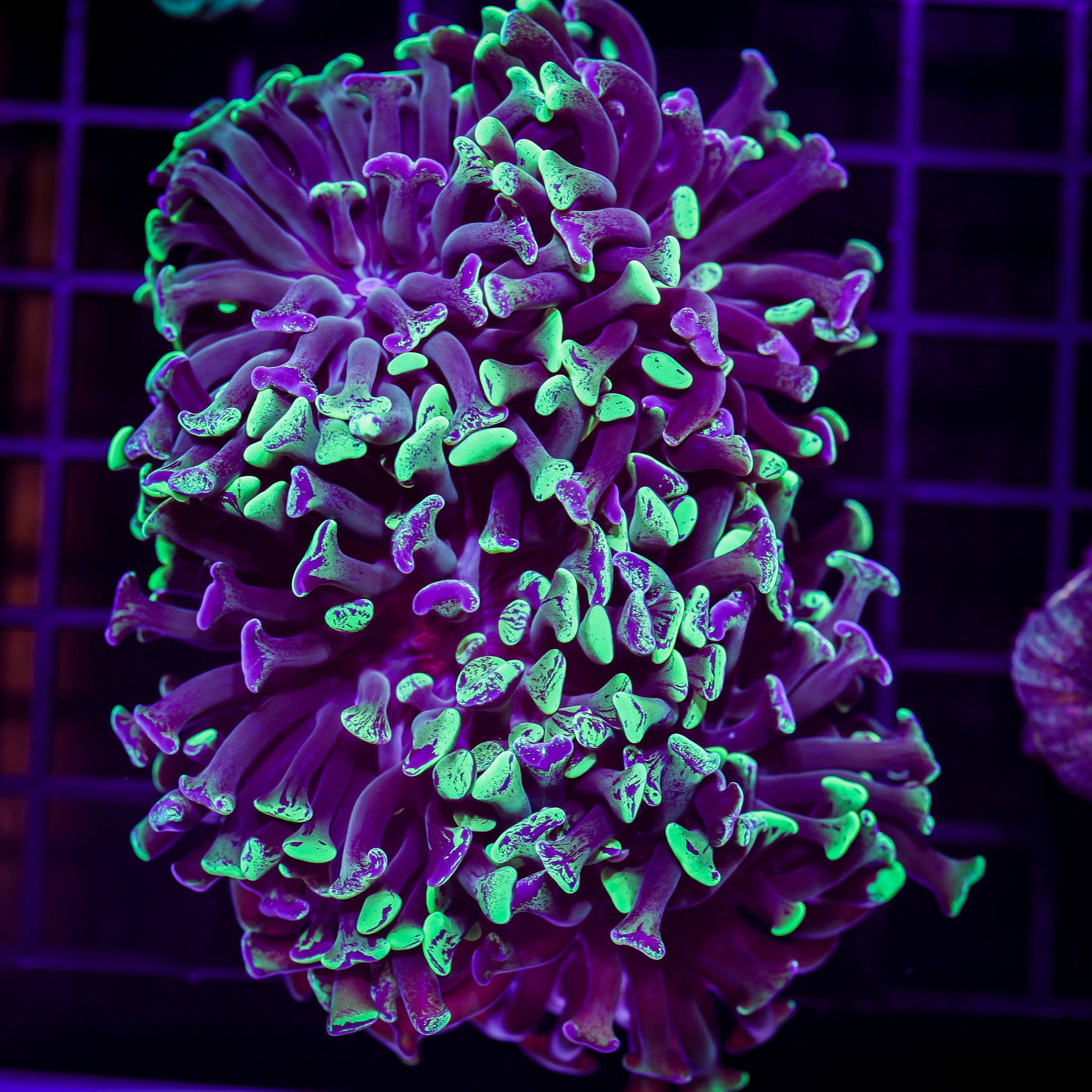 ULTRA SPLATTER BRANCHING HAMMER