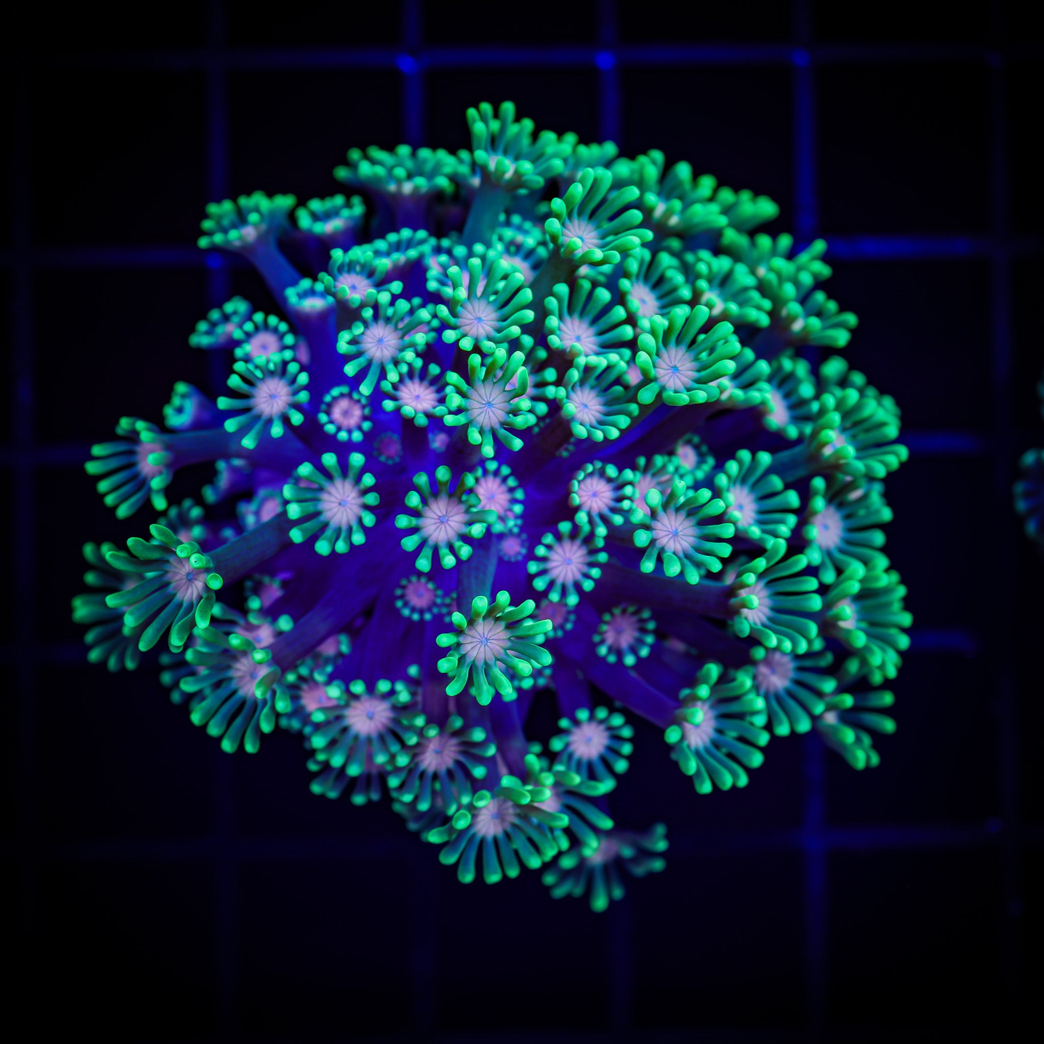 VOLT BLOOM ALVEOPORA