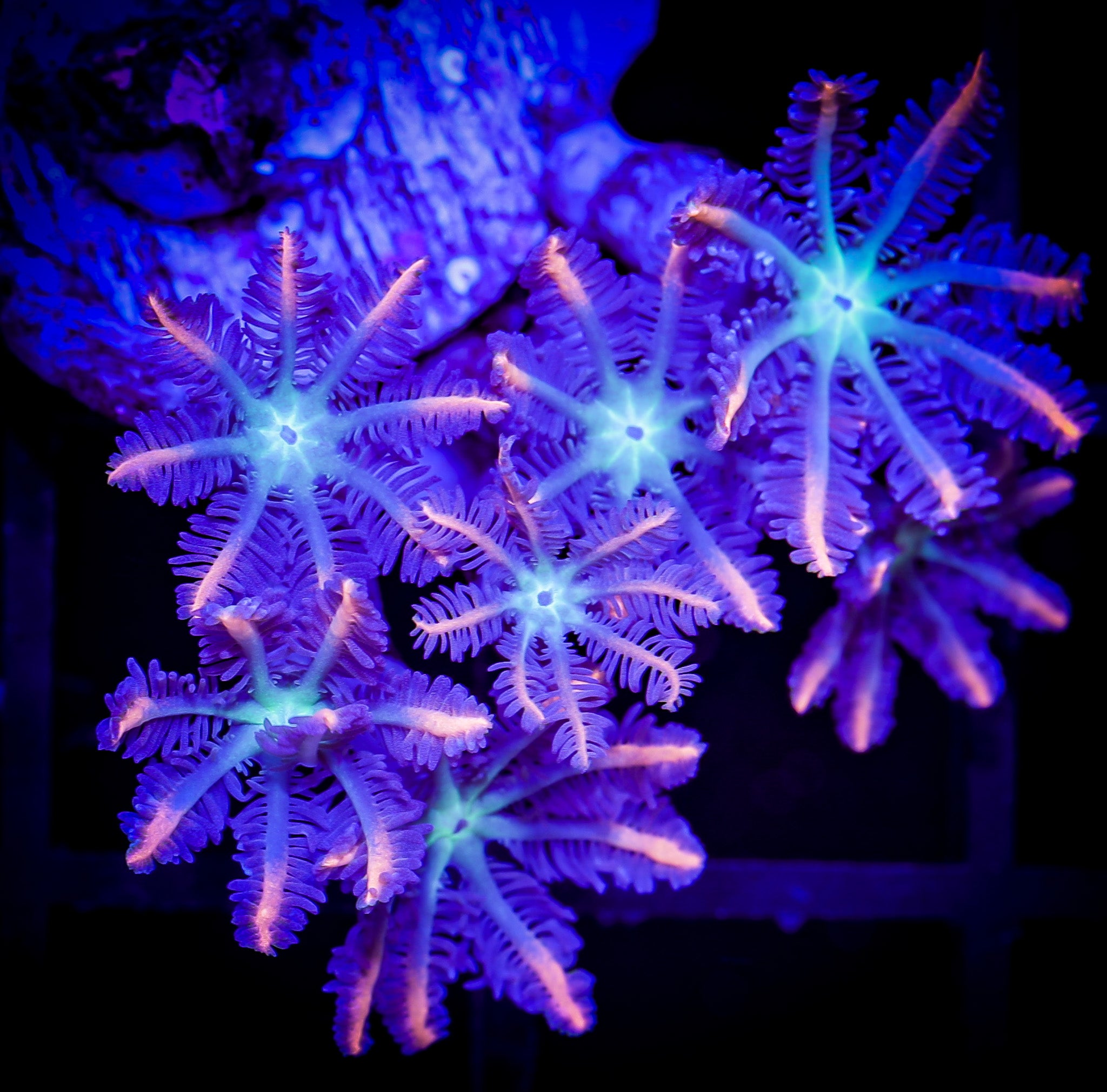 FIREWORKS CLOVE POLYPS