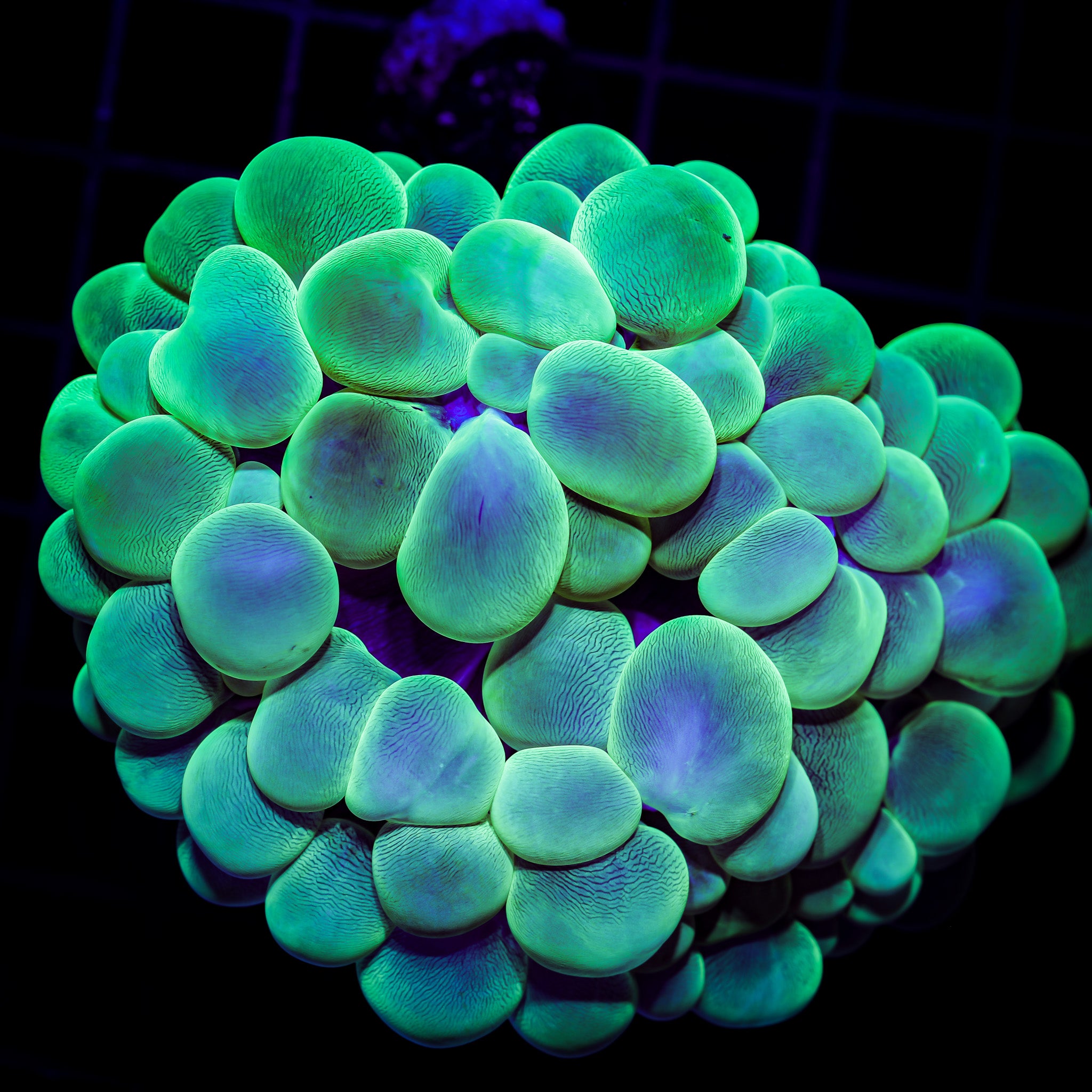 TOXIC GREEN BUBBLE CORAL