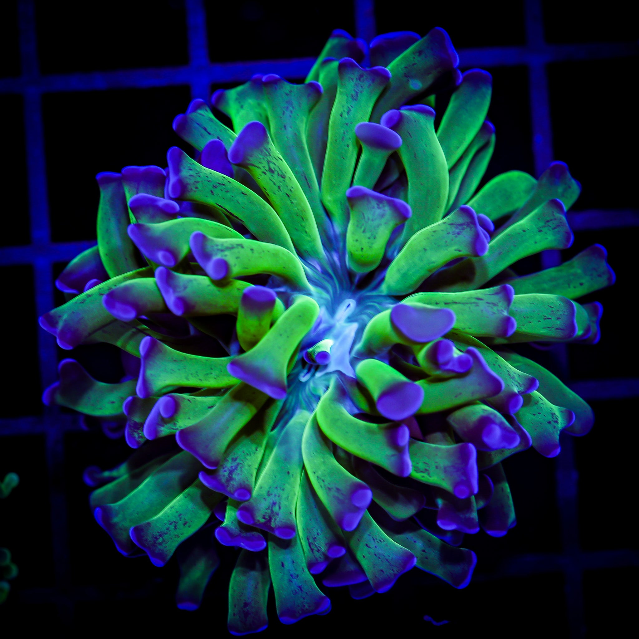 PURPLE TIP ULTRA BRANCHING HAMMER