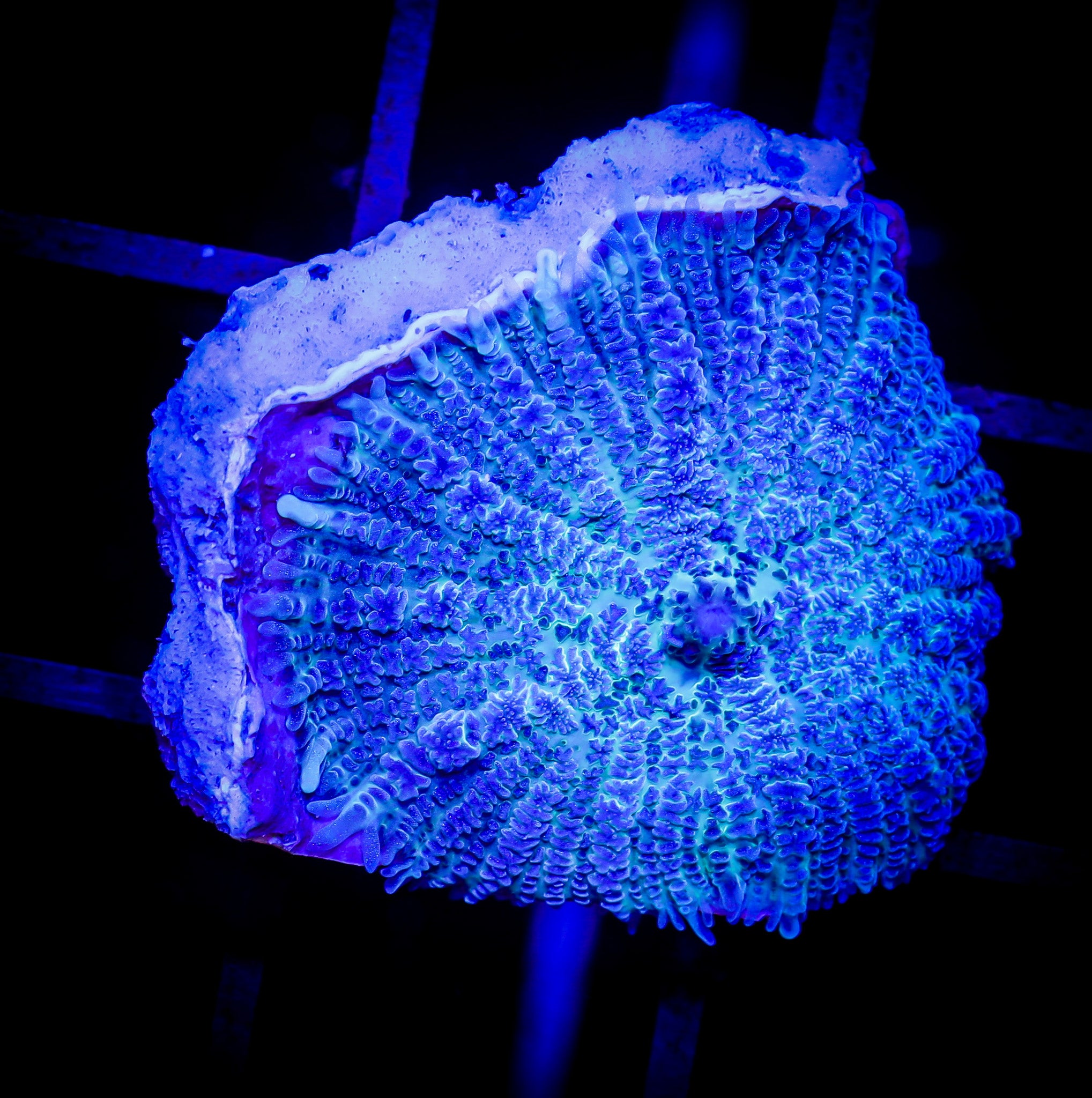 BLUE BULLSEYE RHODACTIS MUSHROOM