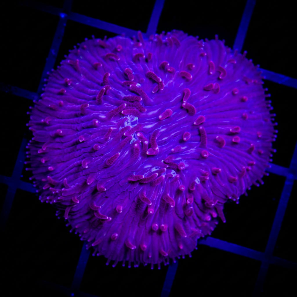 BERRY BLAST DIASERIS