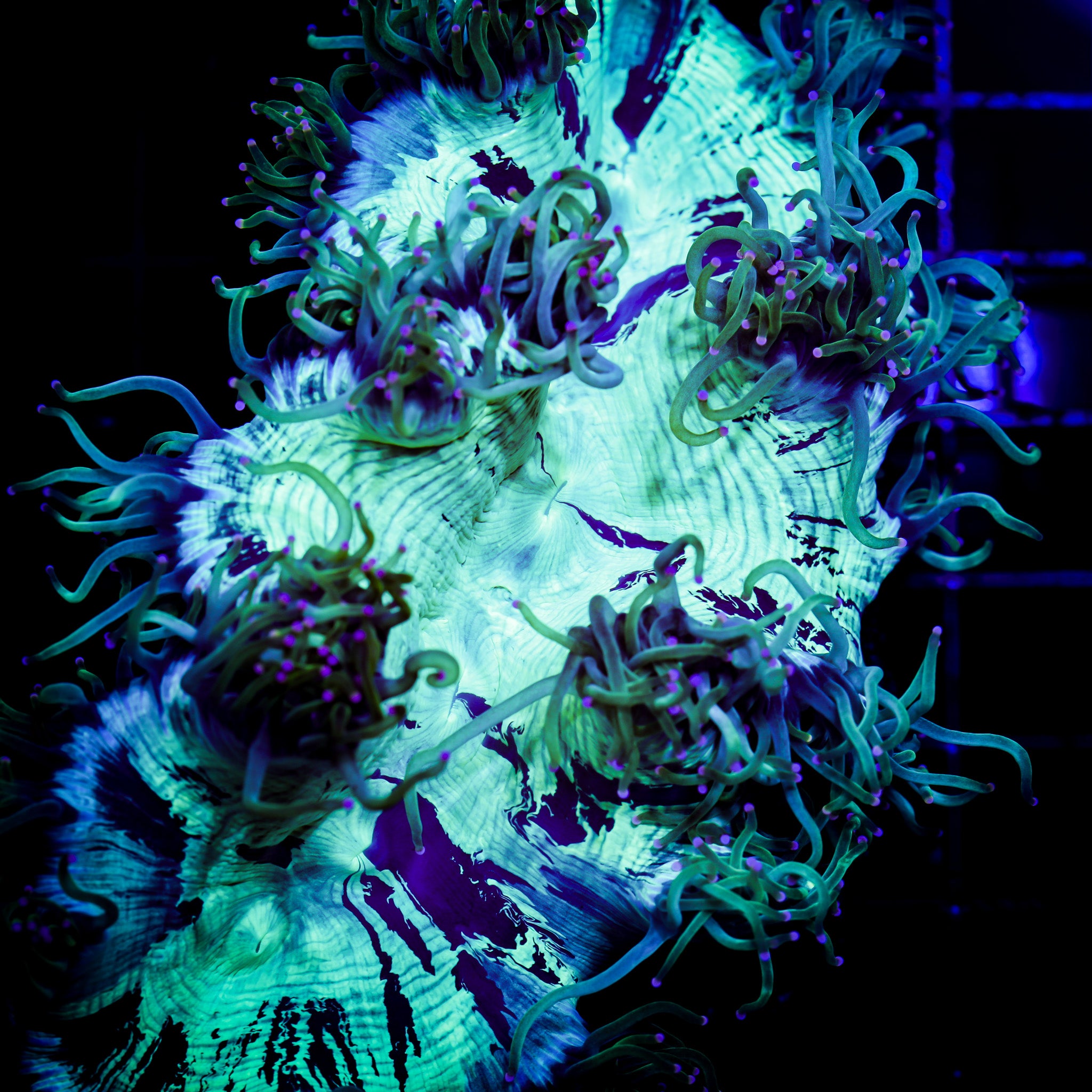 INDO PINK TIP ELEGANCE