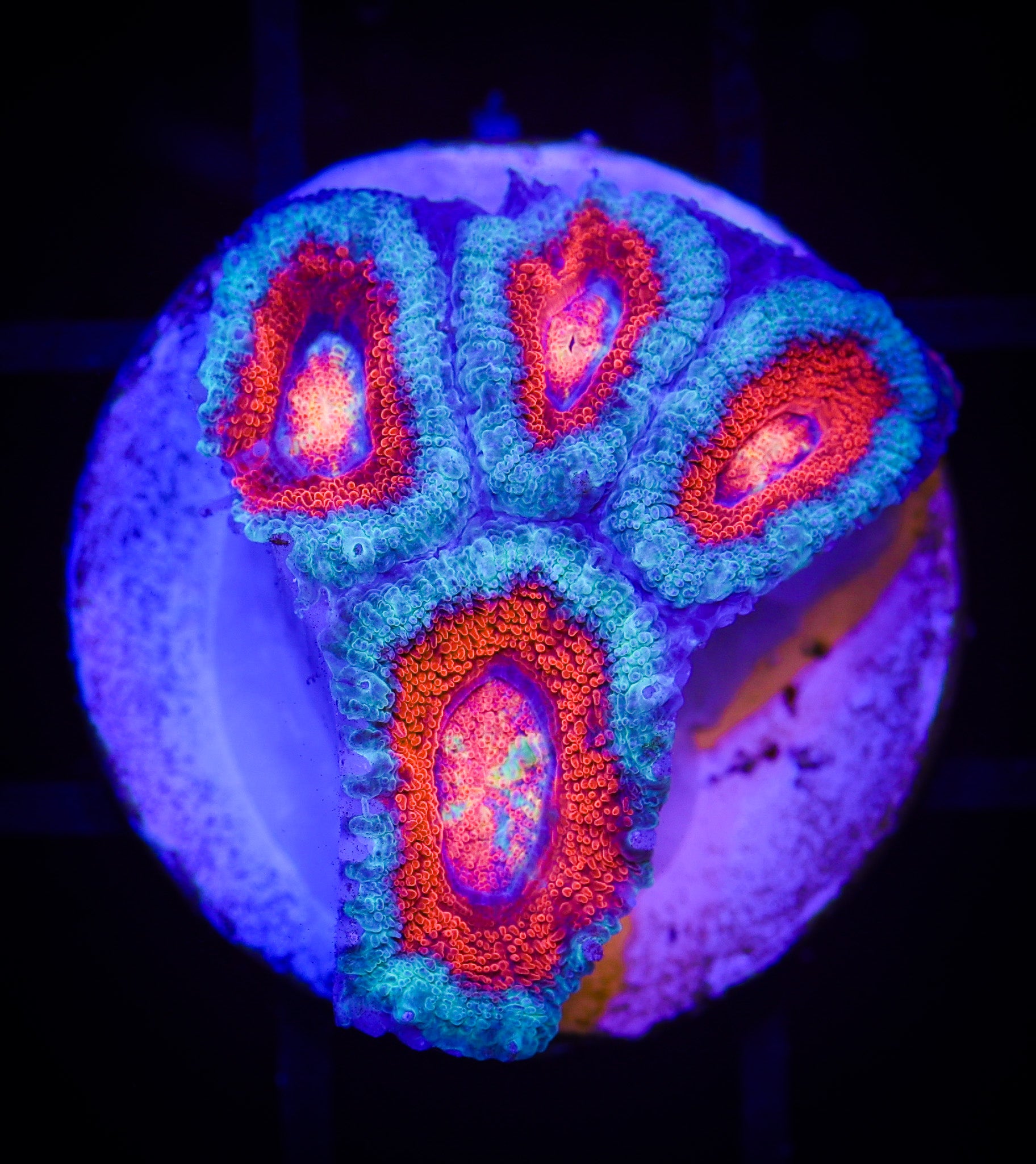 AUSSIE SUPERMAN ACAN