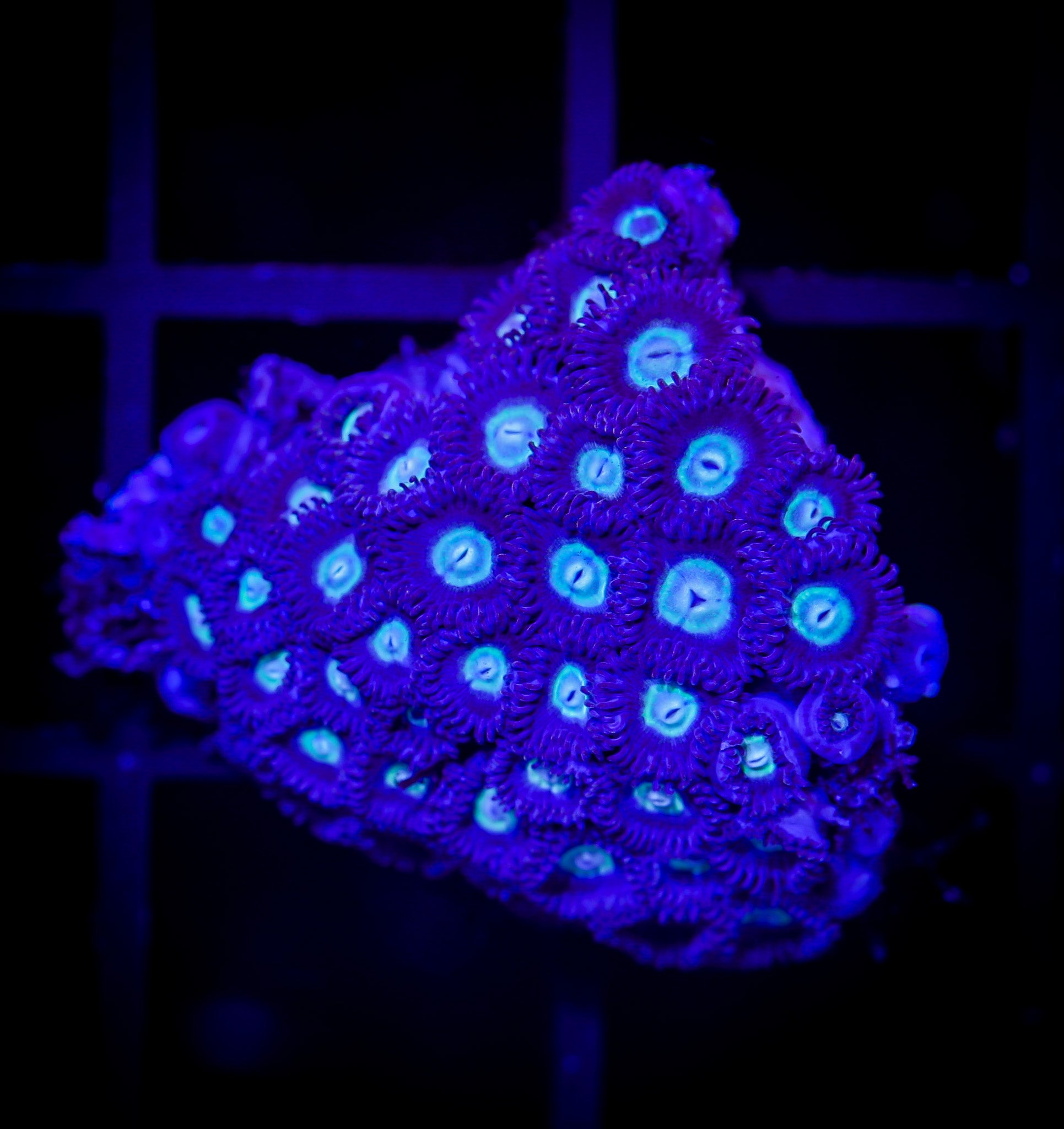 BLUE VENOM ZOA