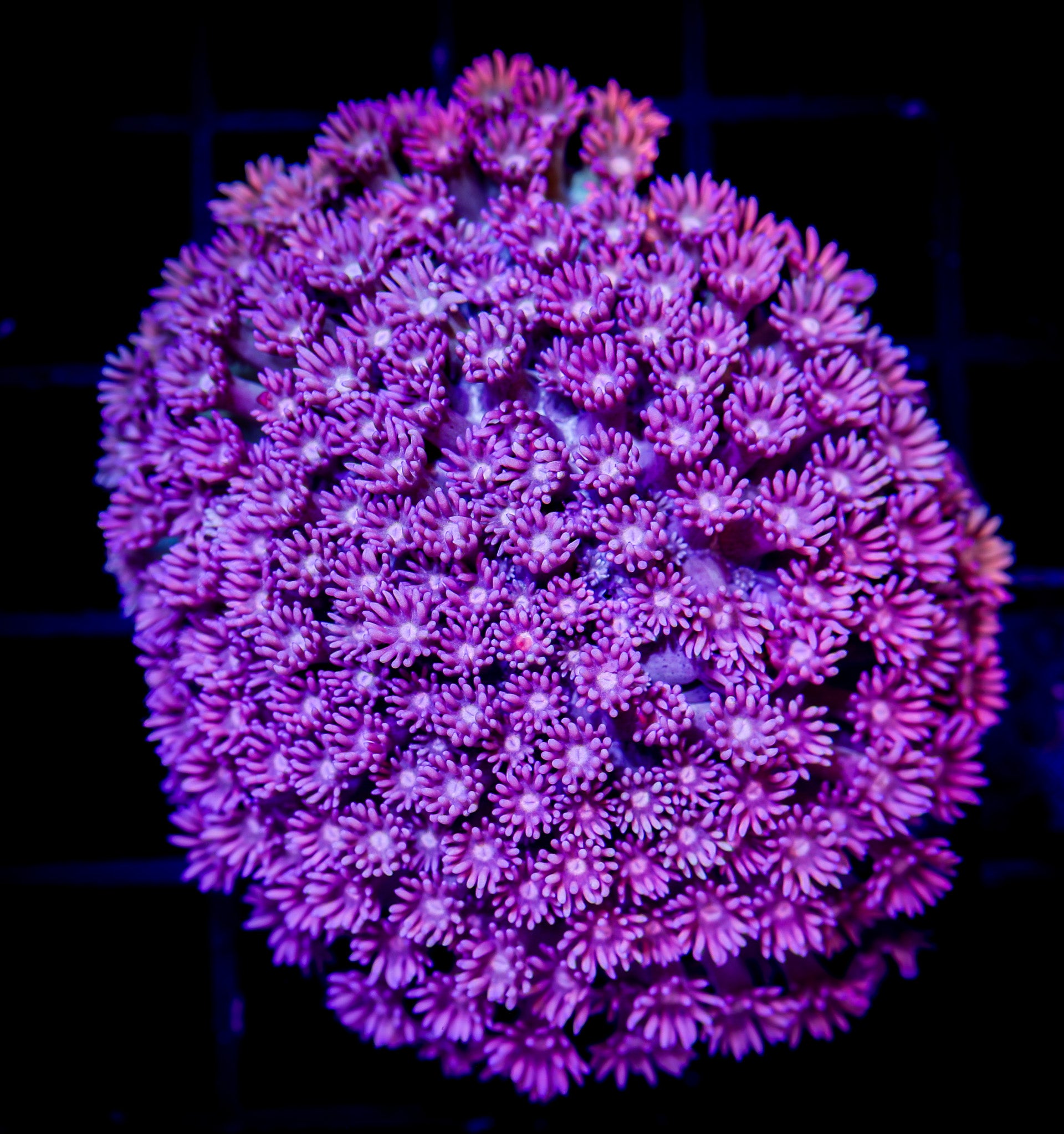 PINK ULTRA GONIOPORA