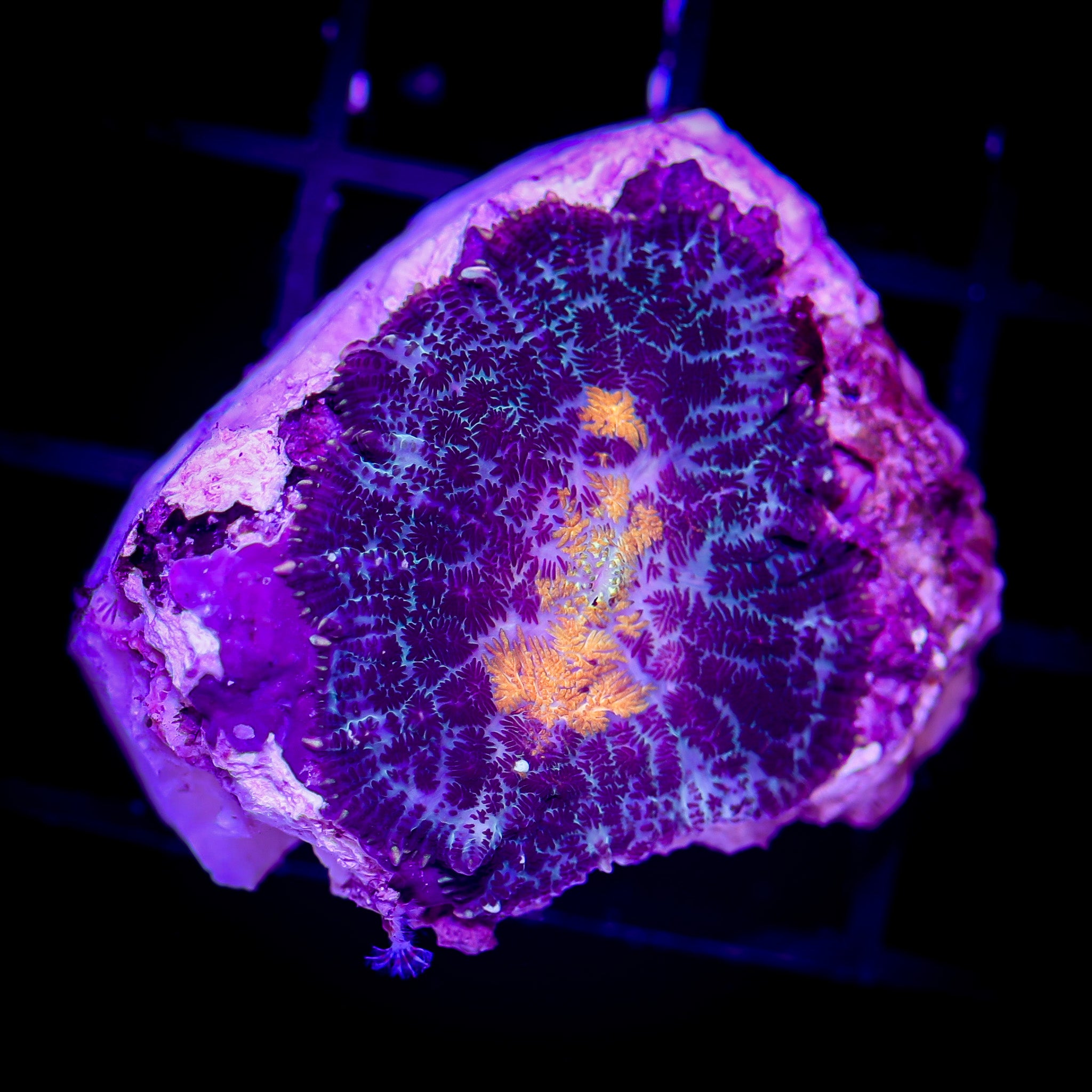 SOLAR WRATH RHODACTIS MUSHROOM