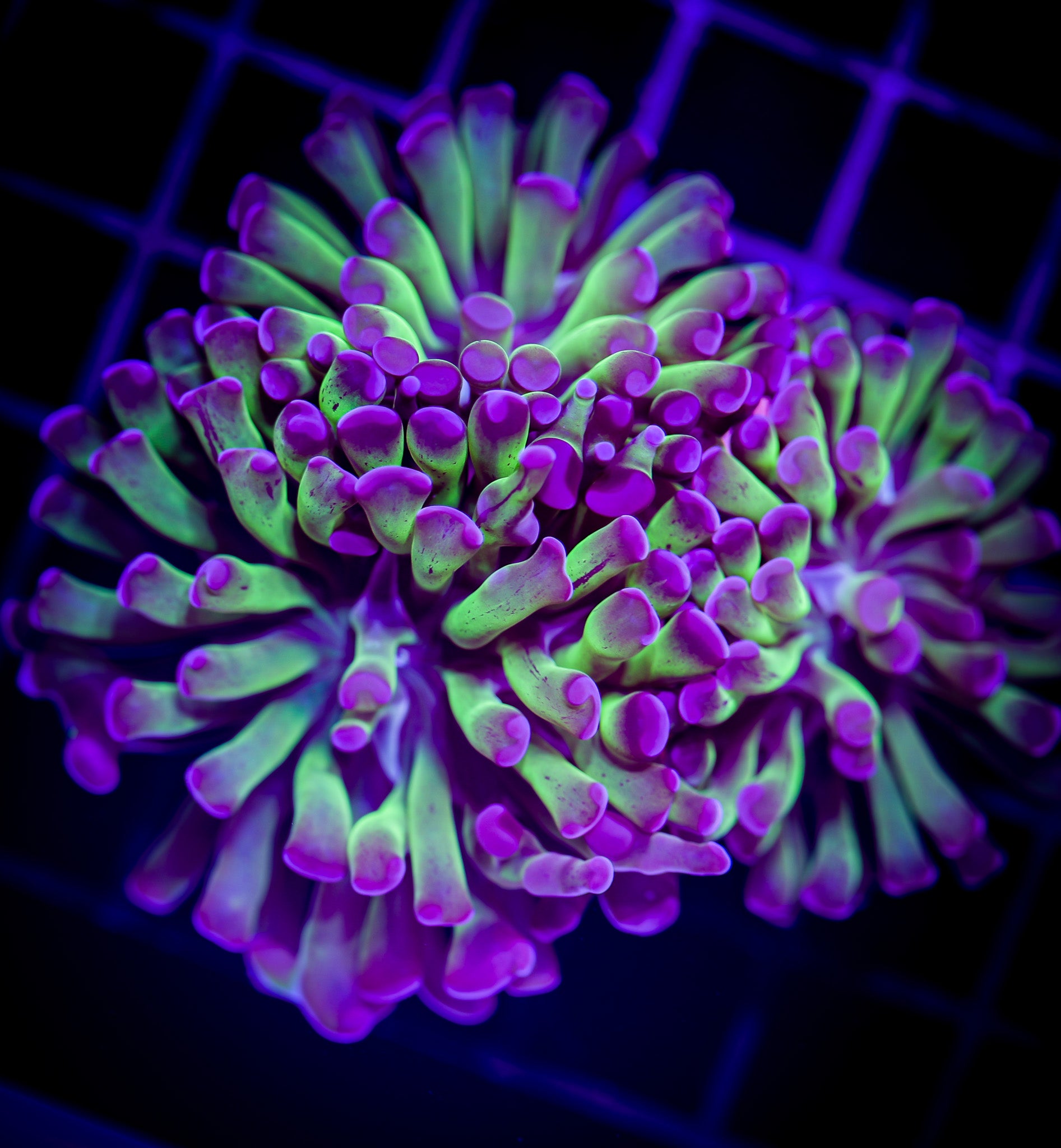 PURPLE TIP ULTRA BRANCHING HAMMER