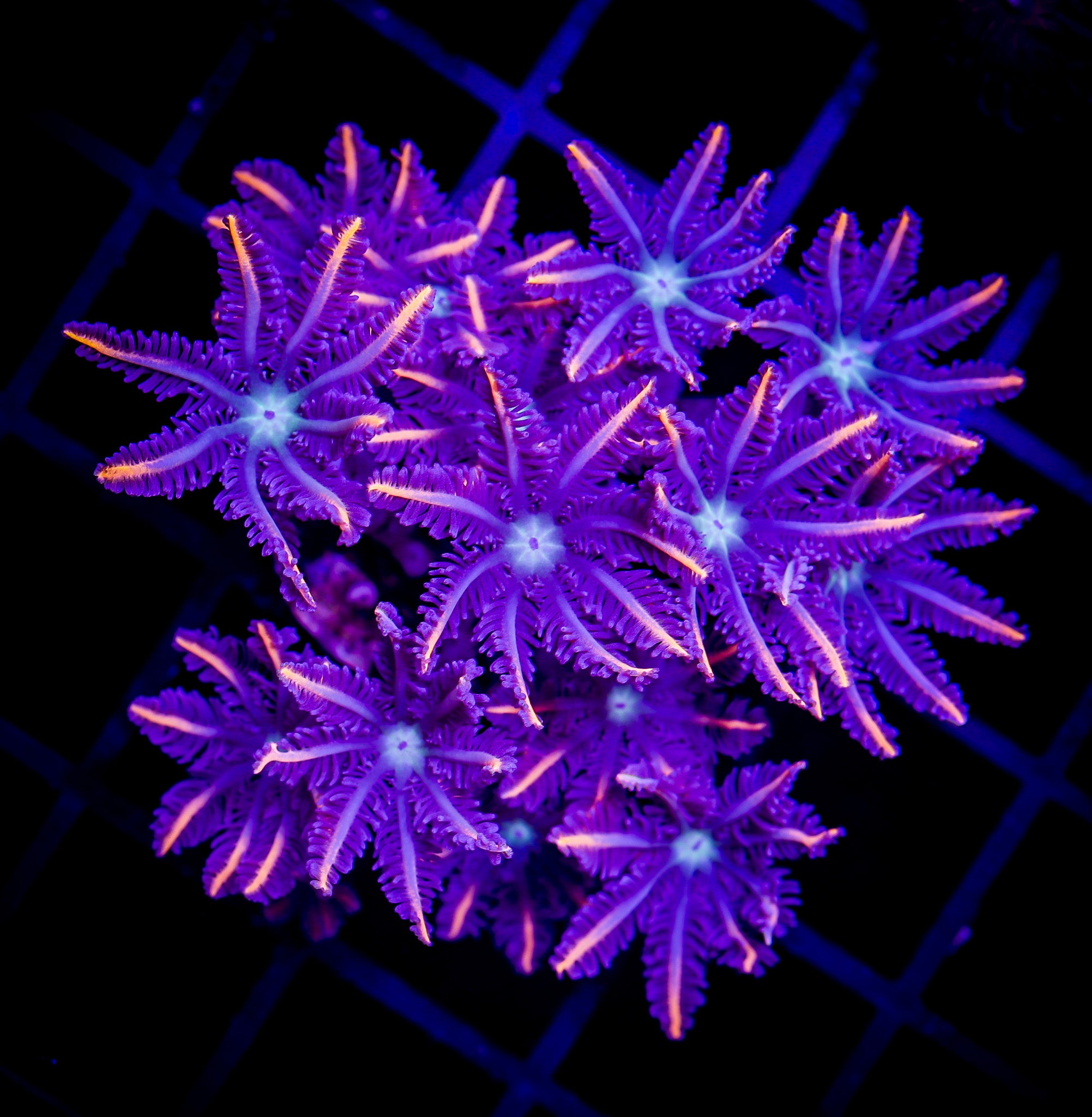 FIREWORKS CLOVE POLYPS