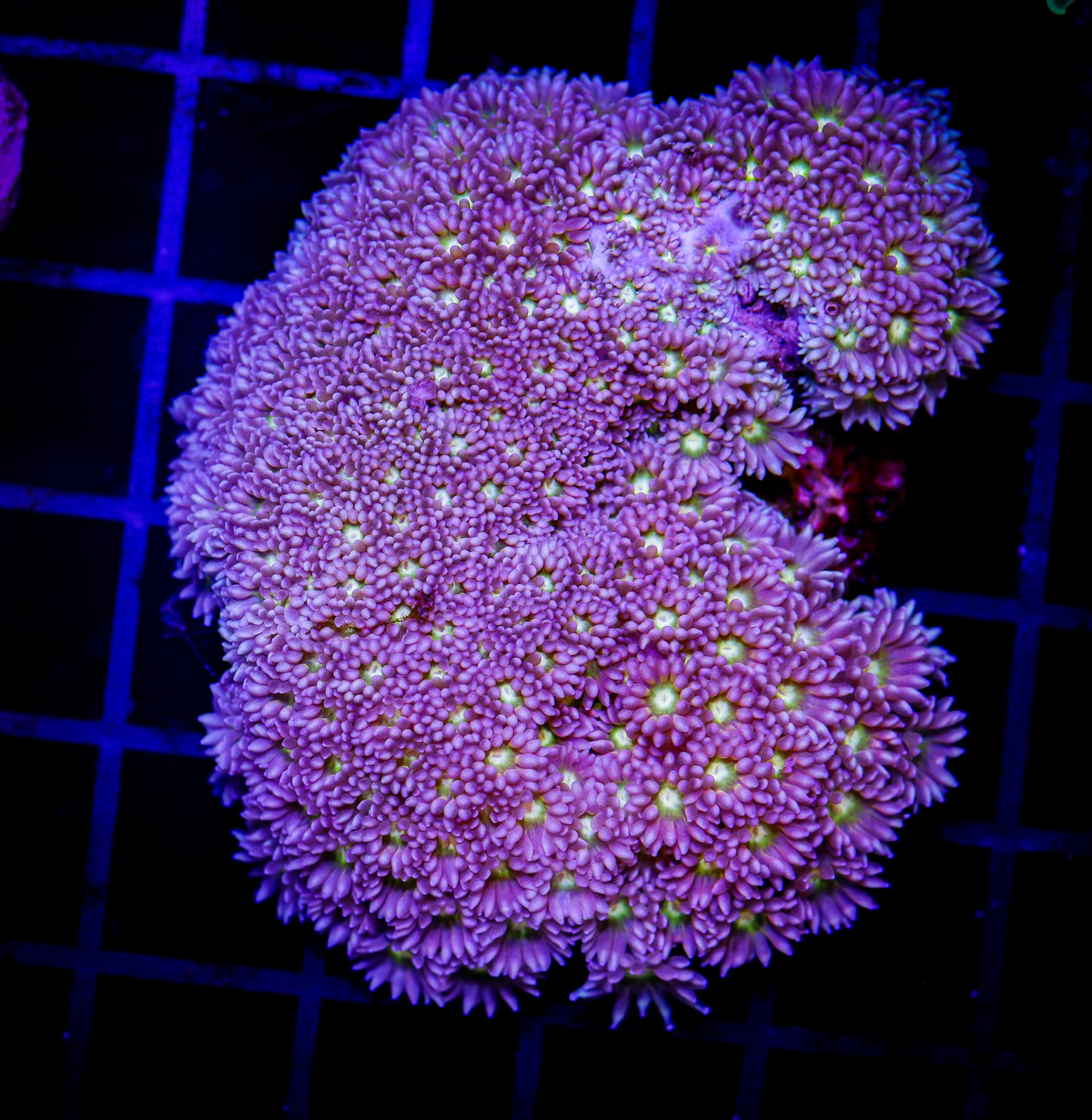 LEMON BERRY GONIOPORA