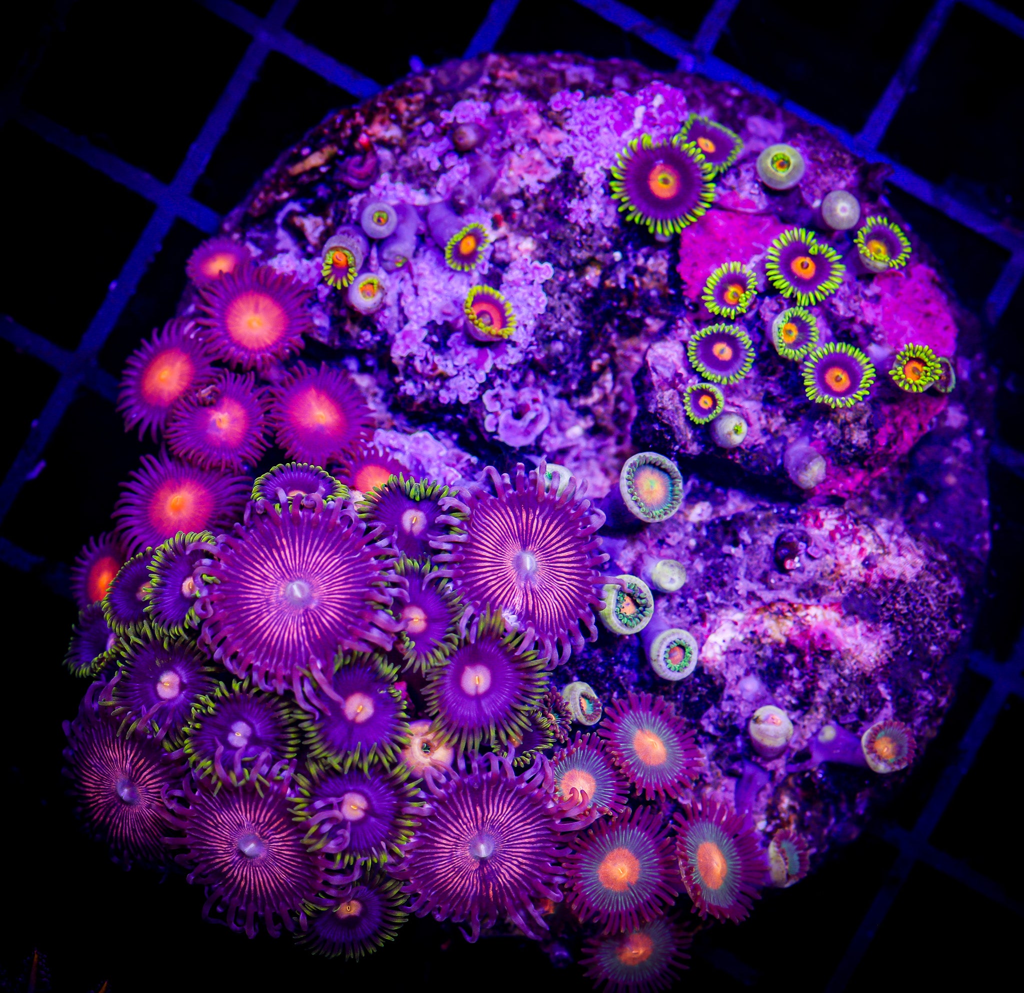 MIXED ZOA COLONY
