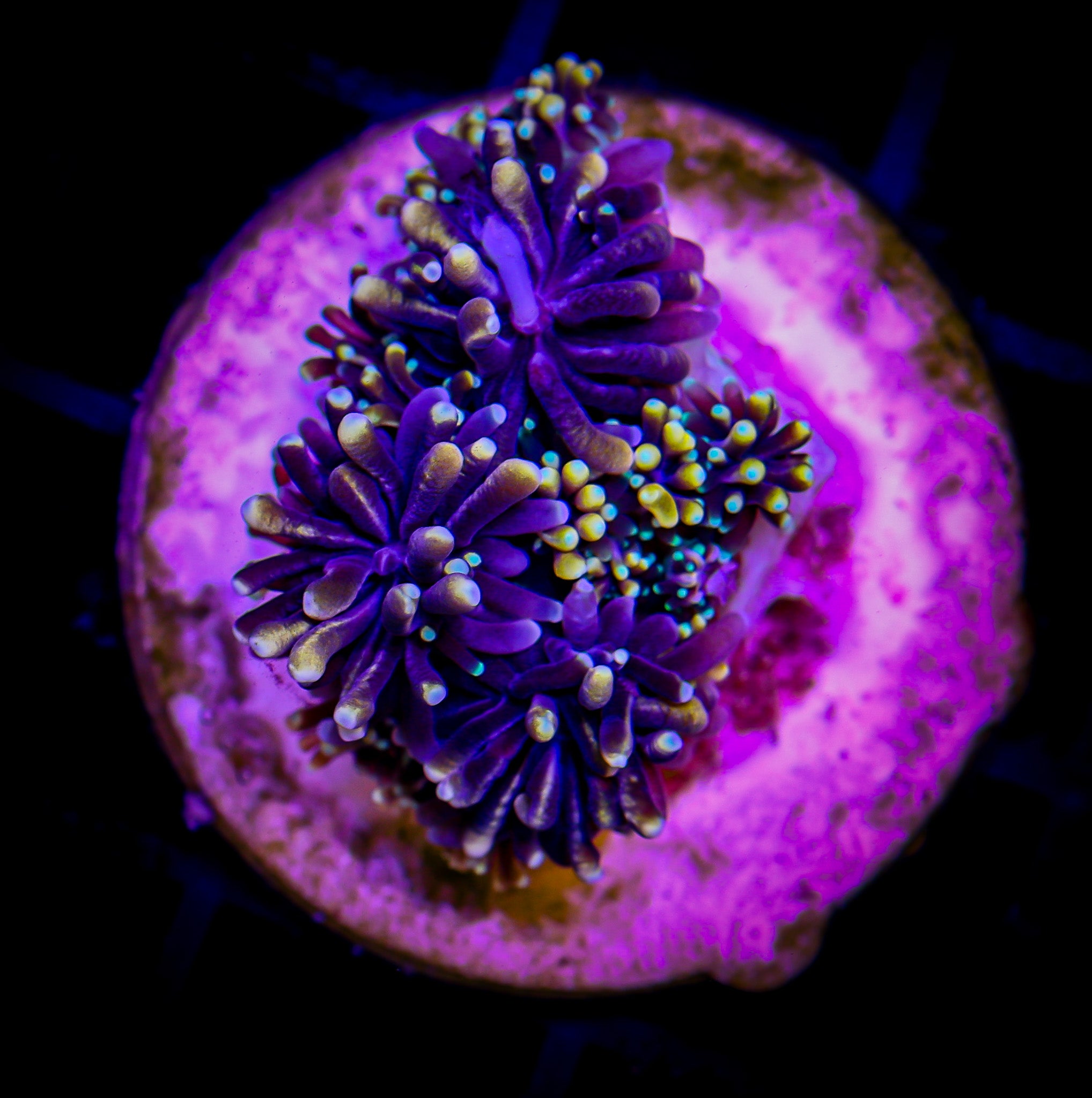 MOTHER OF ALL GALAXEA