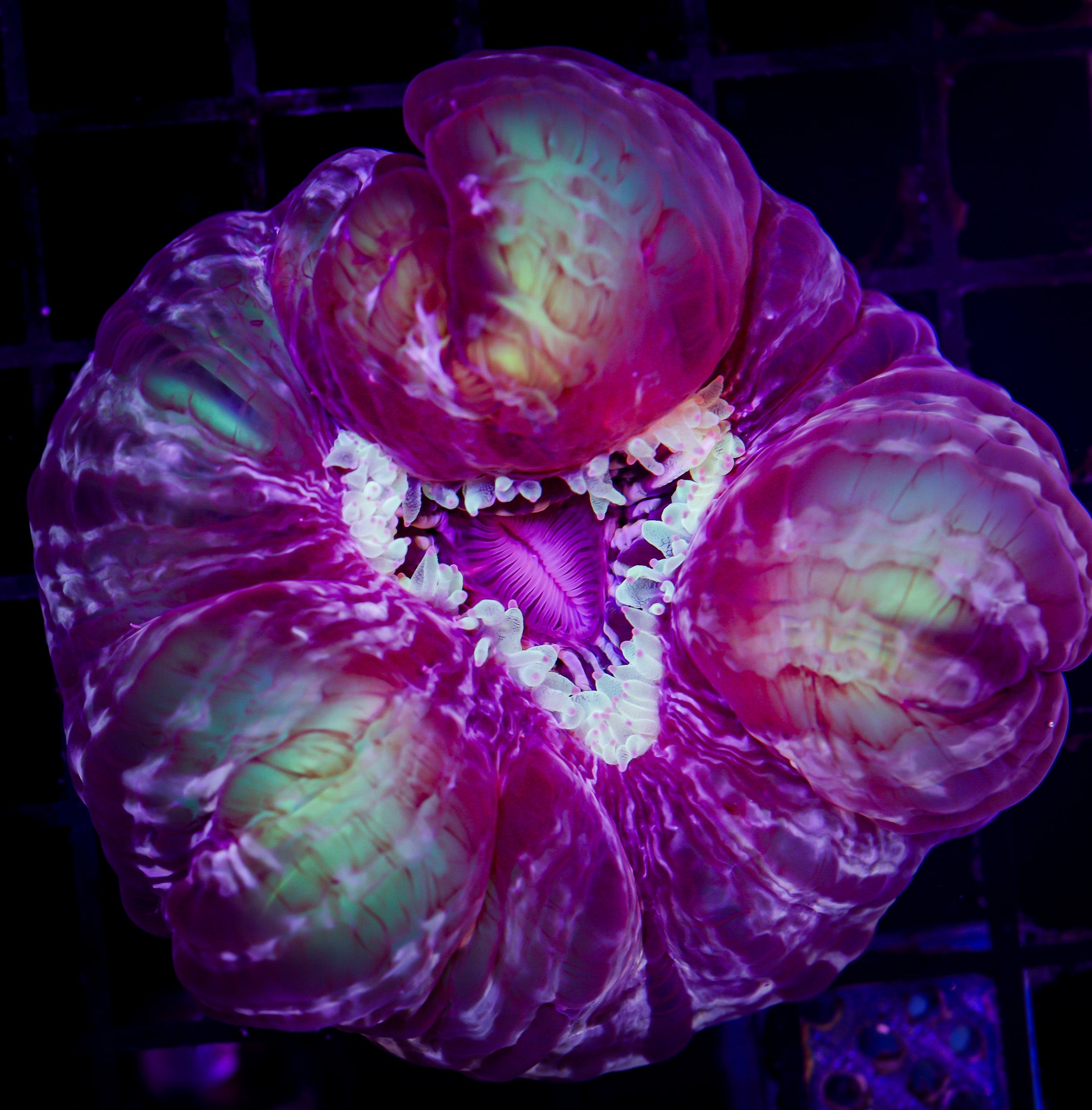 ULTRA GREEN AND PURPLE CYNARINA