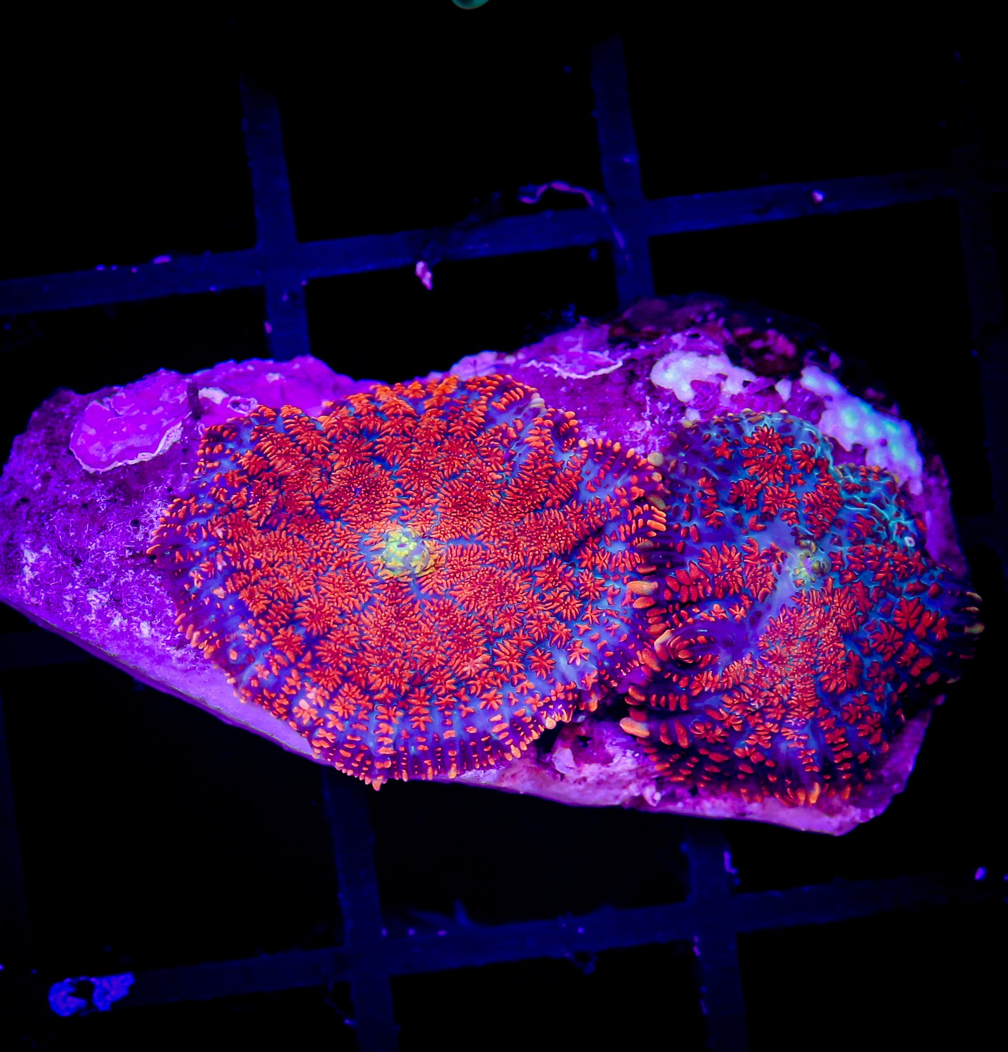 FOREST FIRE RHODACTIS MUSHROOM