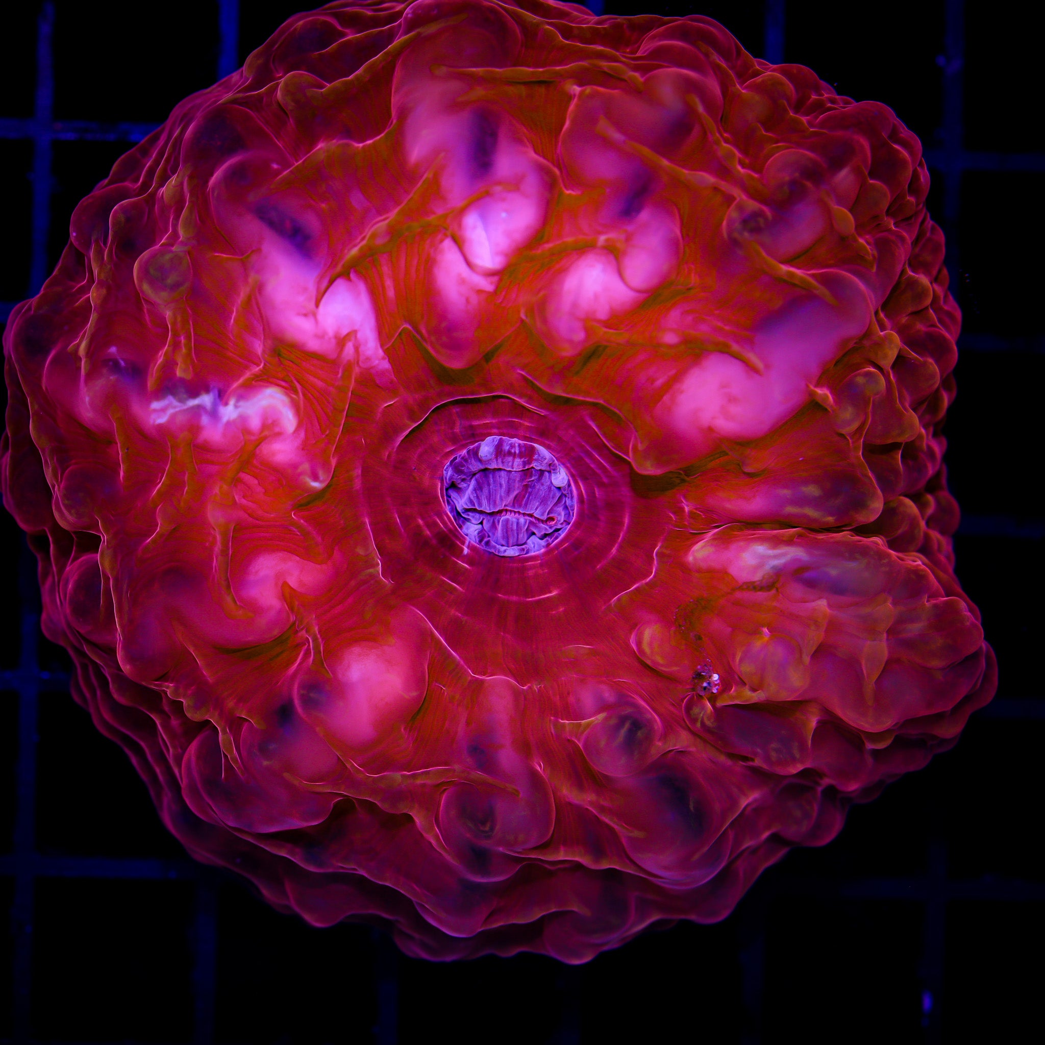 RUBY RED ULTRA CYNARINA