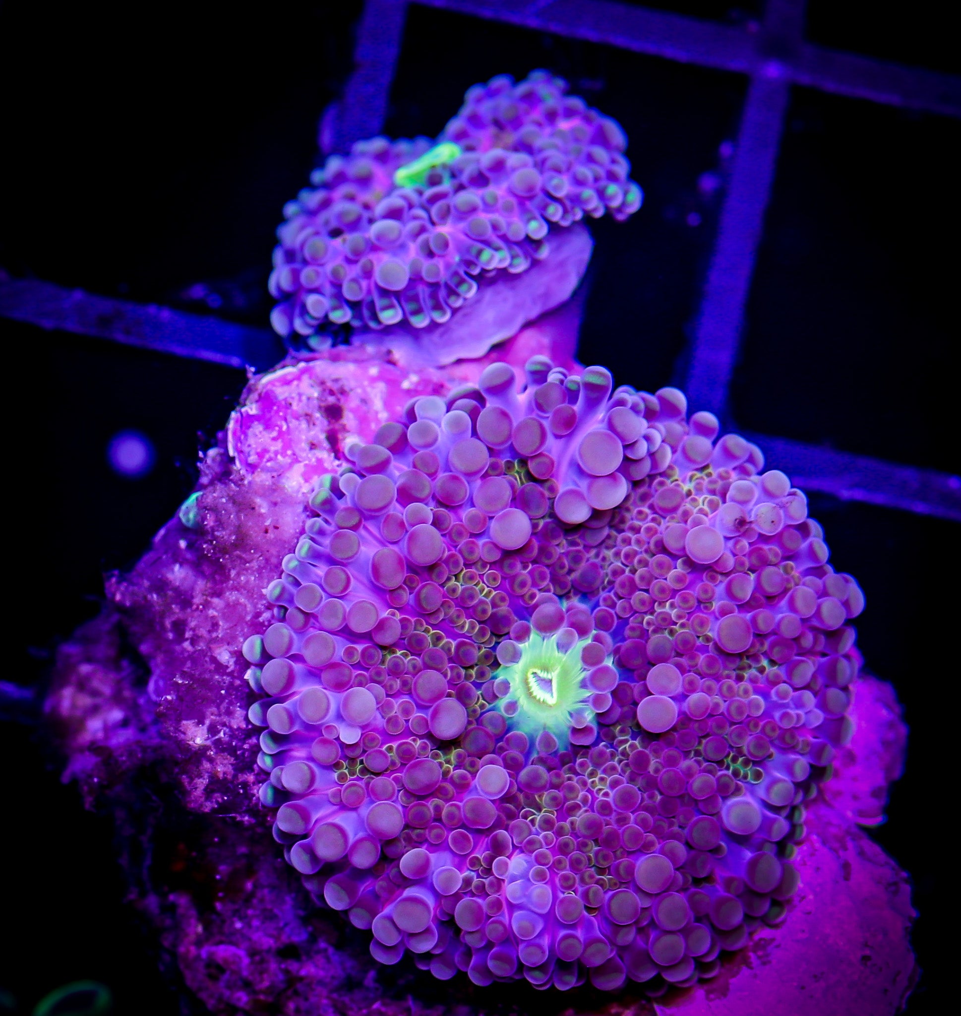 LILAC ULTRA RICORDIA