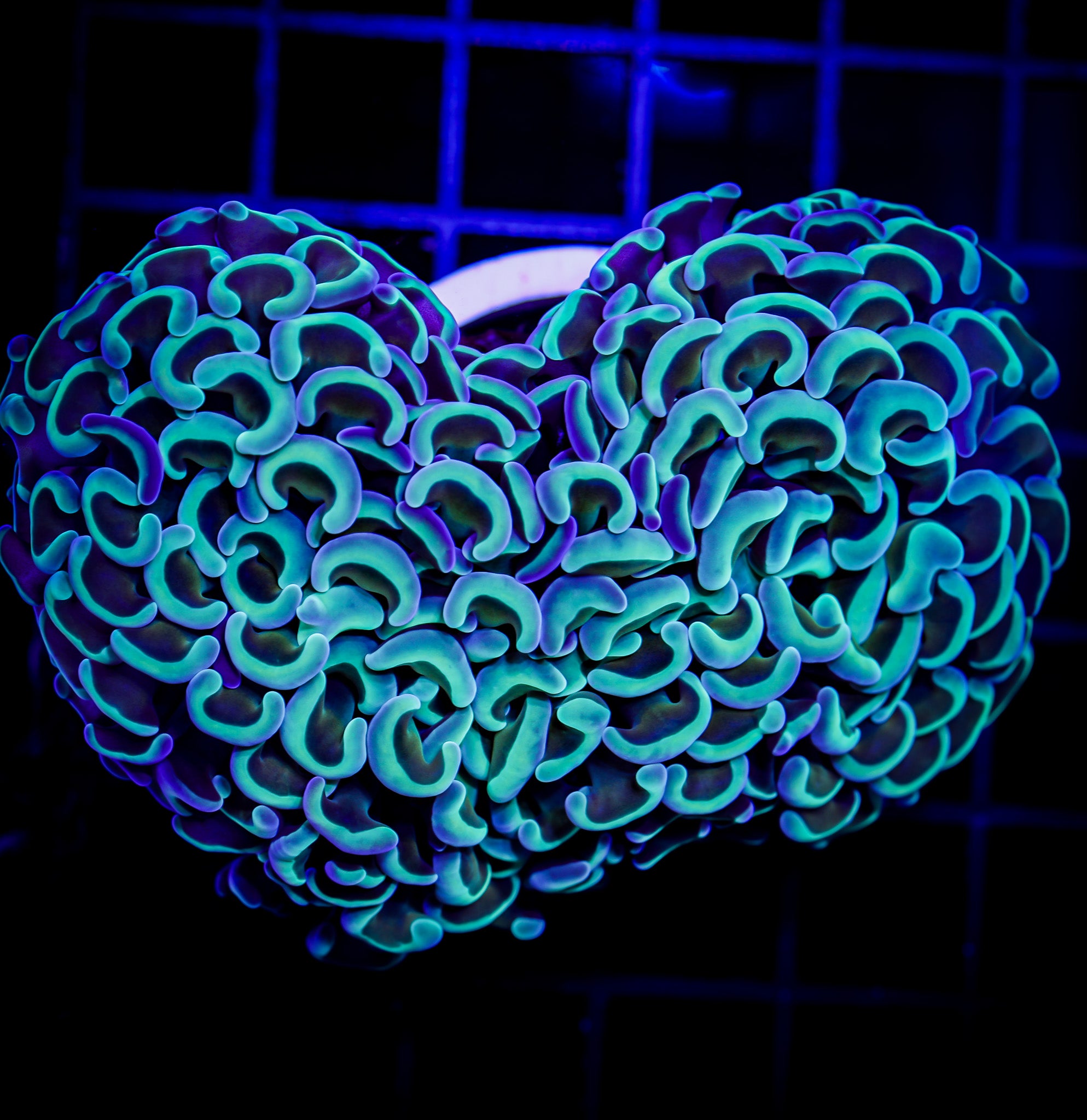 UNIQUE GOLD STEM WALL HAMMER