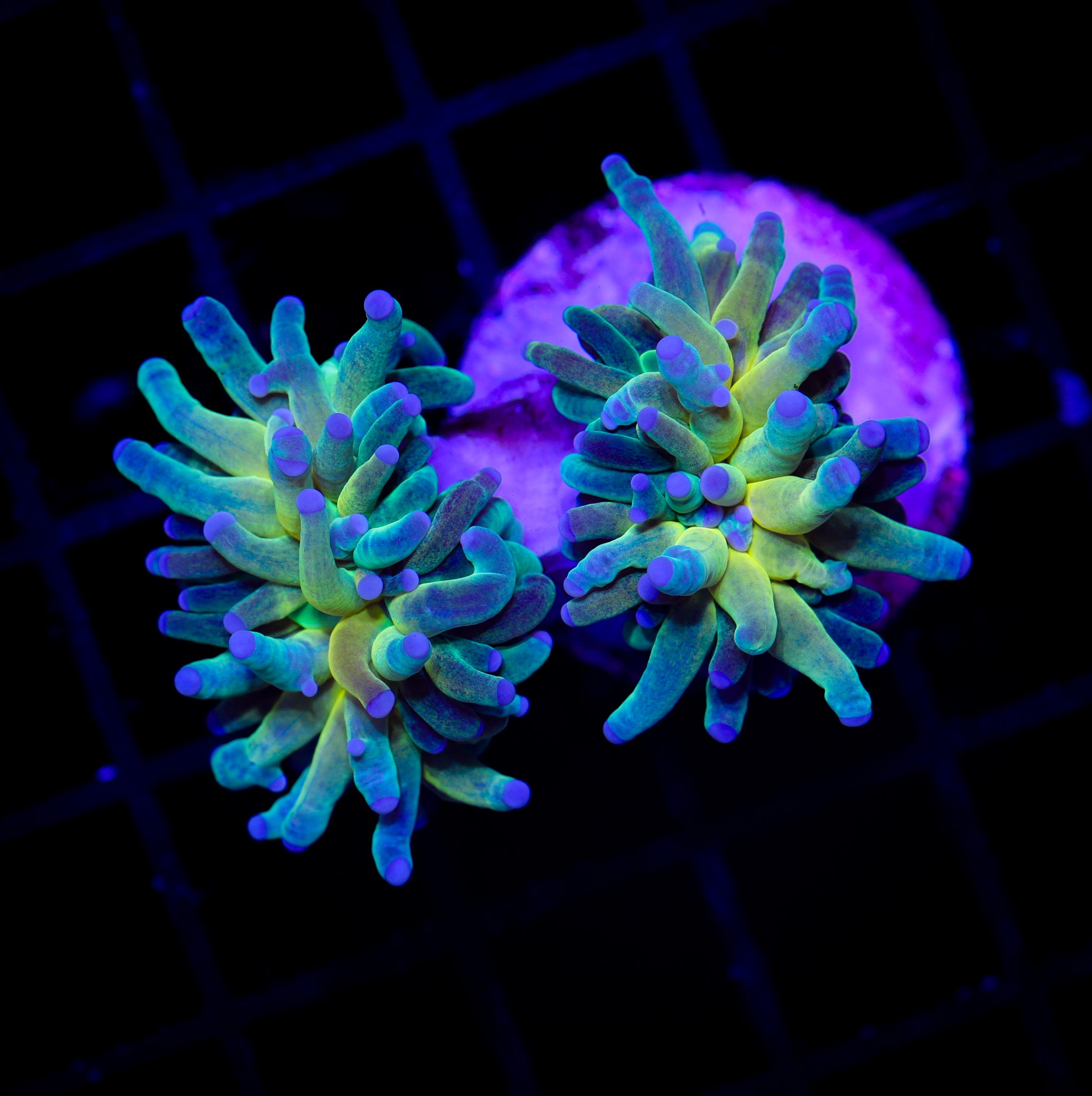 ULTRA HOT BANANA TIGER TORCH