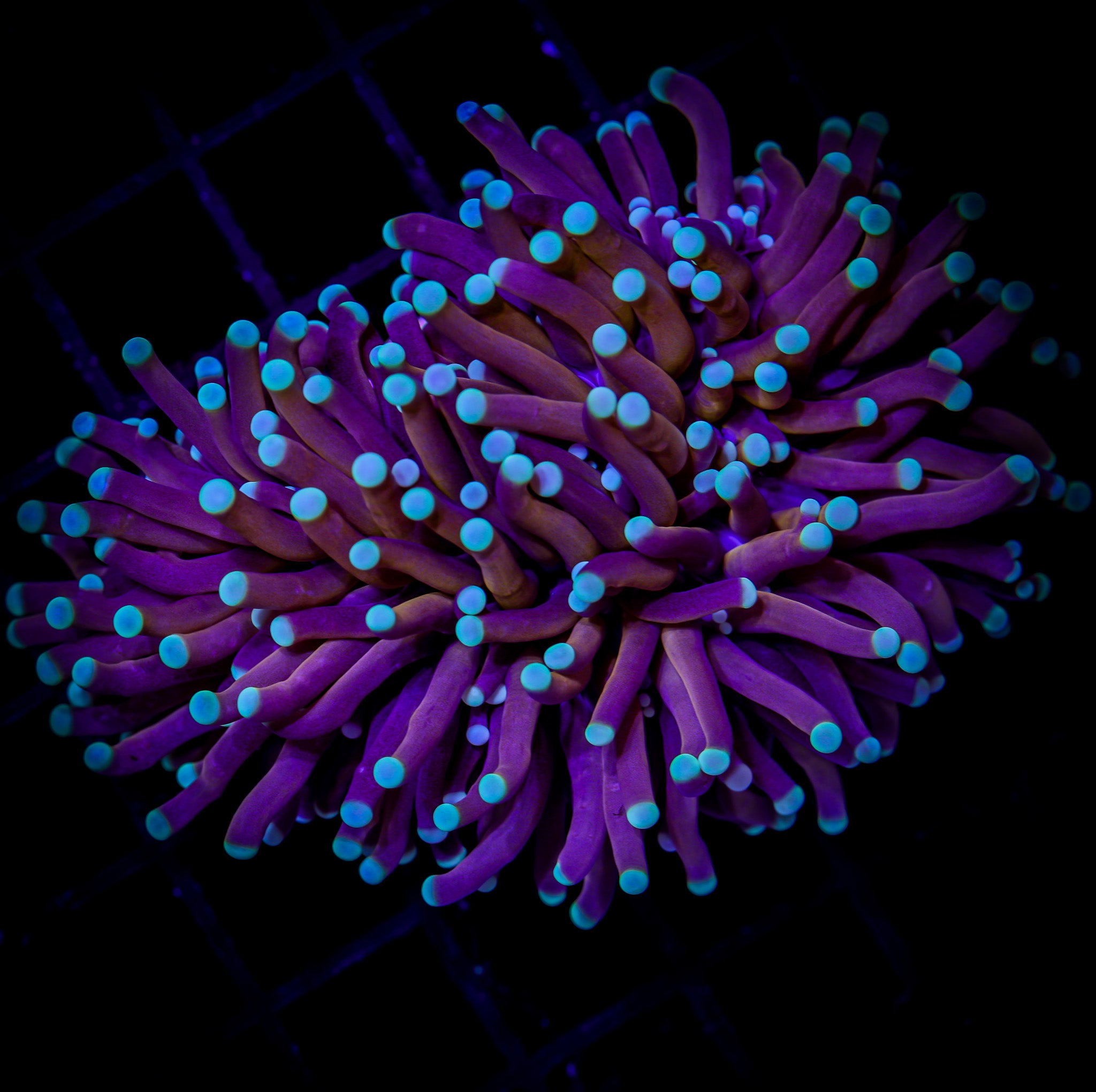 AUSSIE GOLD FIREFLY TORCH