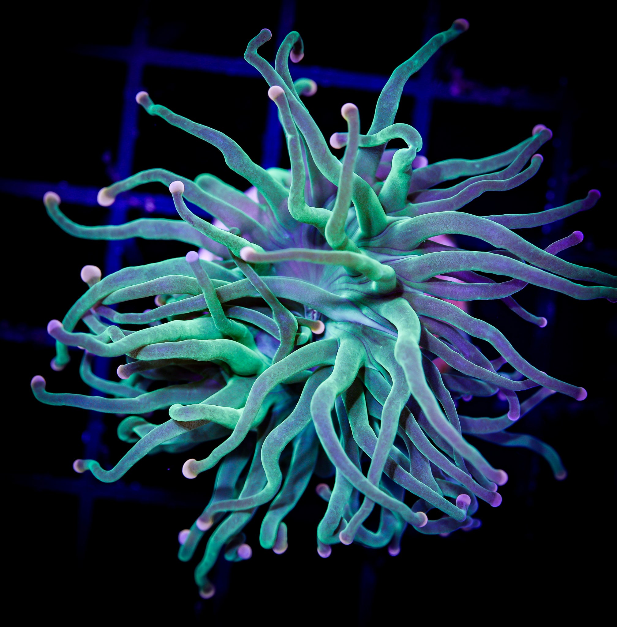 BI-COLOR TIP SKITTLES TORCH