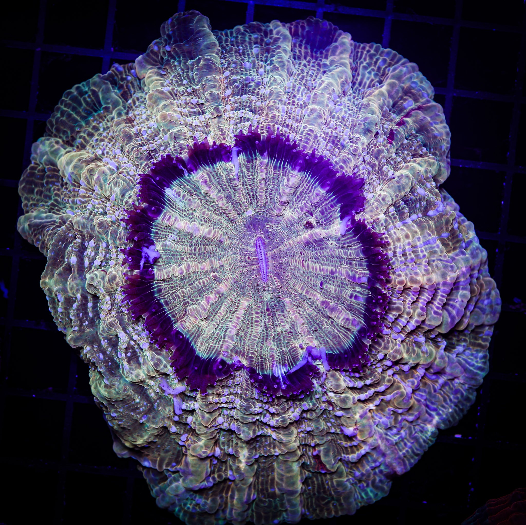 GOLDEN TIGER ACANTHO