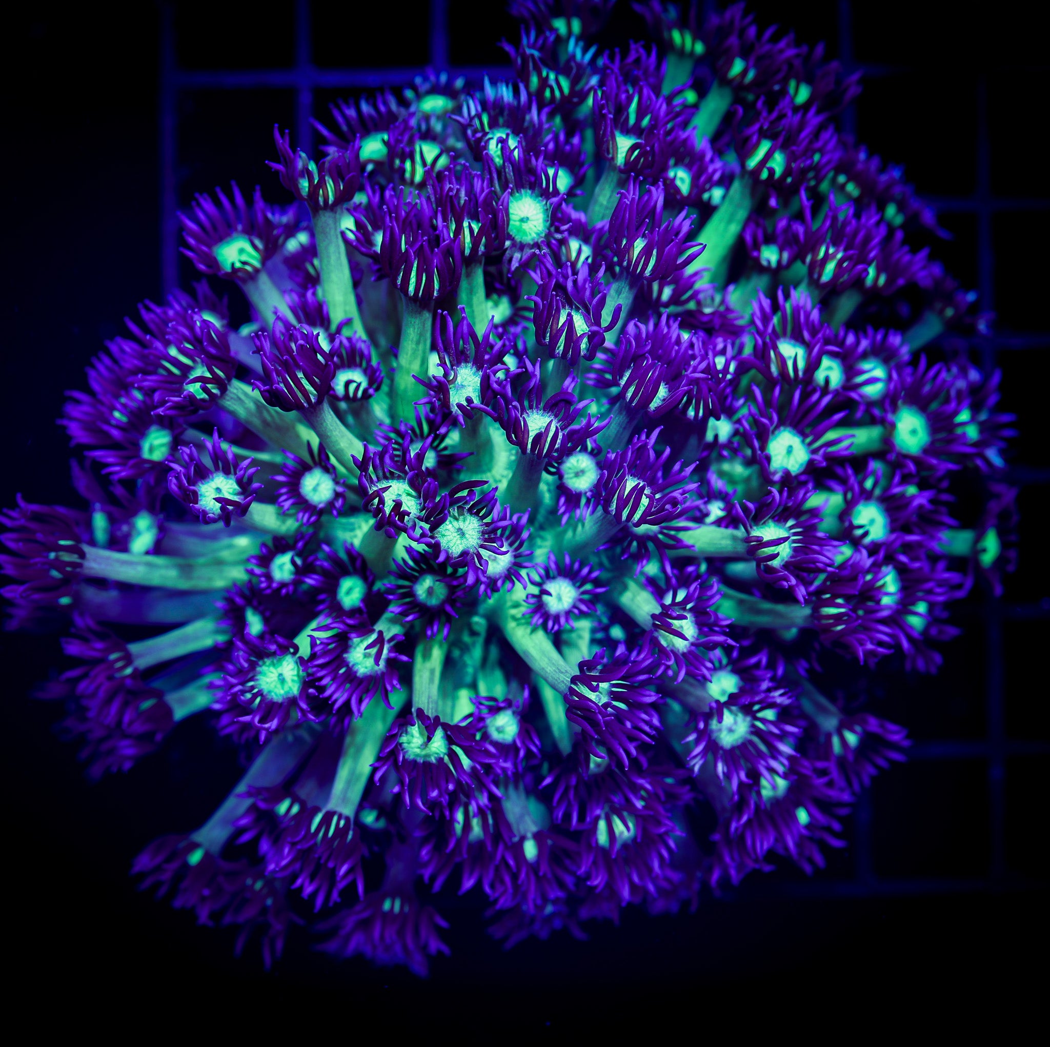 NAKED GLITTER BOMB GONIOPORA LG