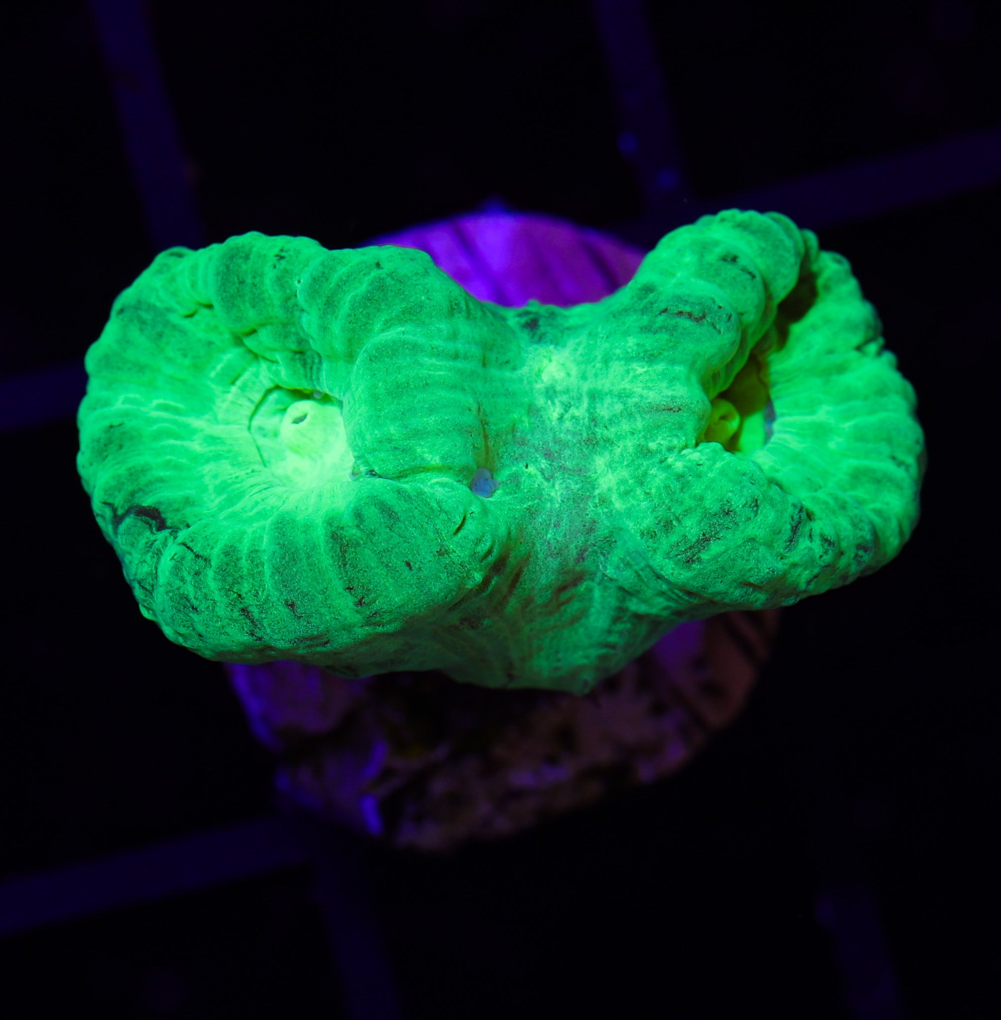 KRYPTONITE CANDY CANE CORAL