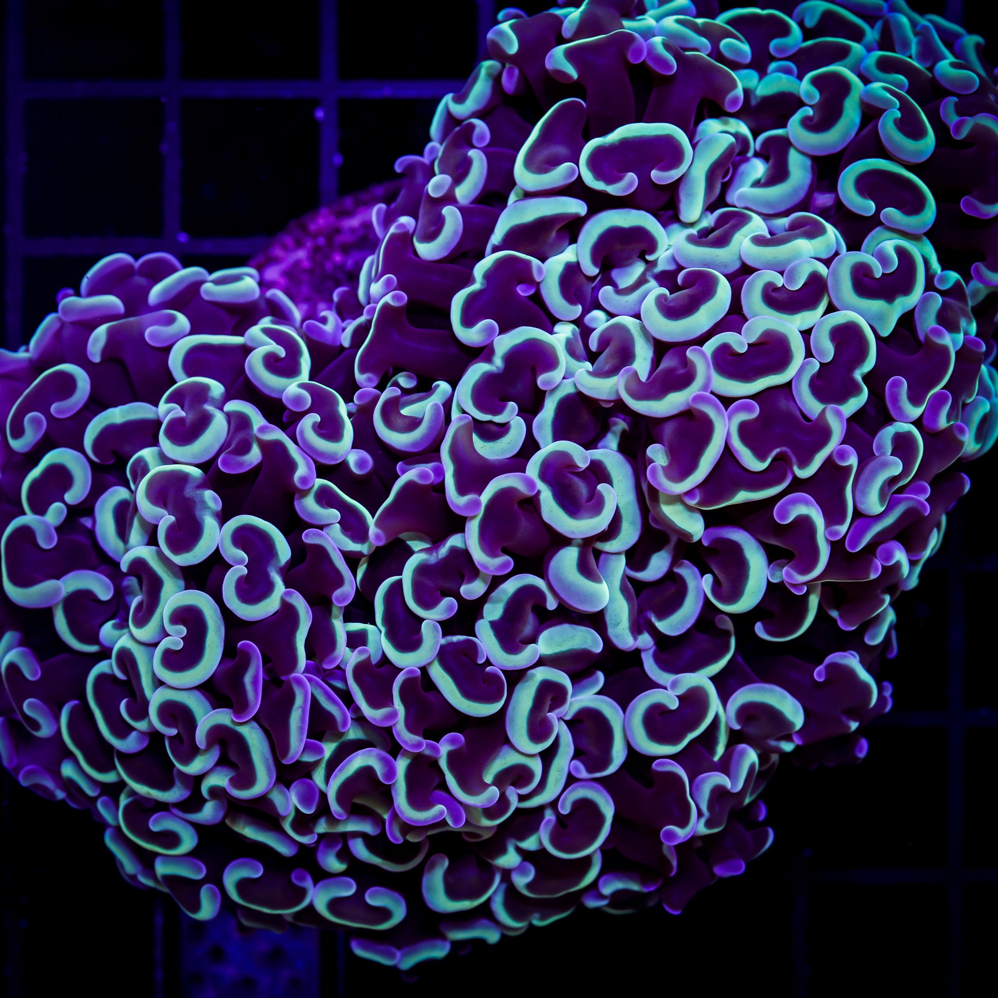 ULTRA WALL HAMMER LG