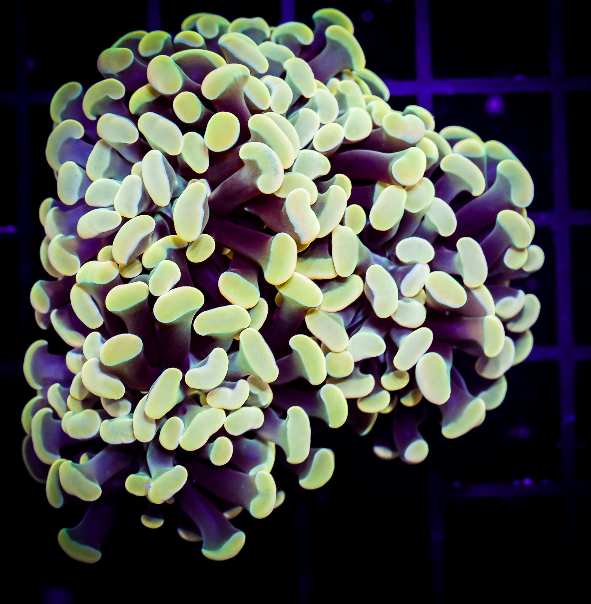 GOLD BRANCHING HAMMER