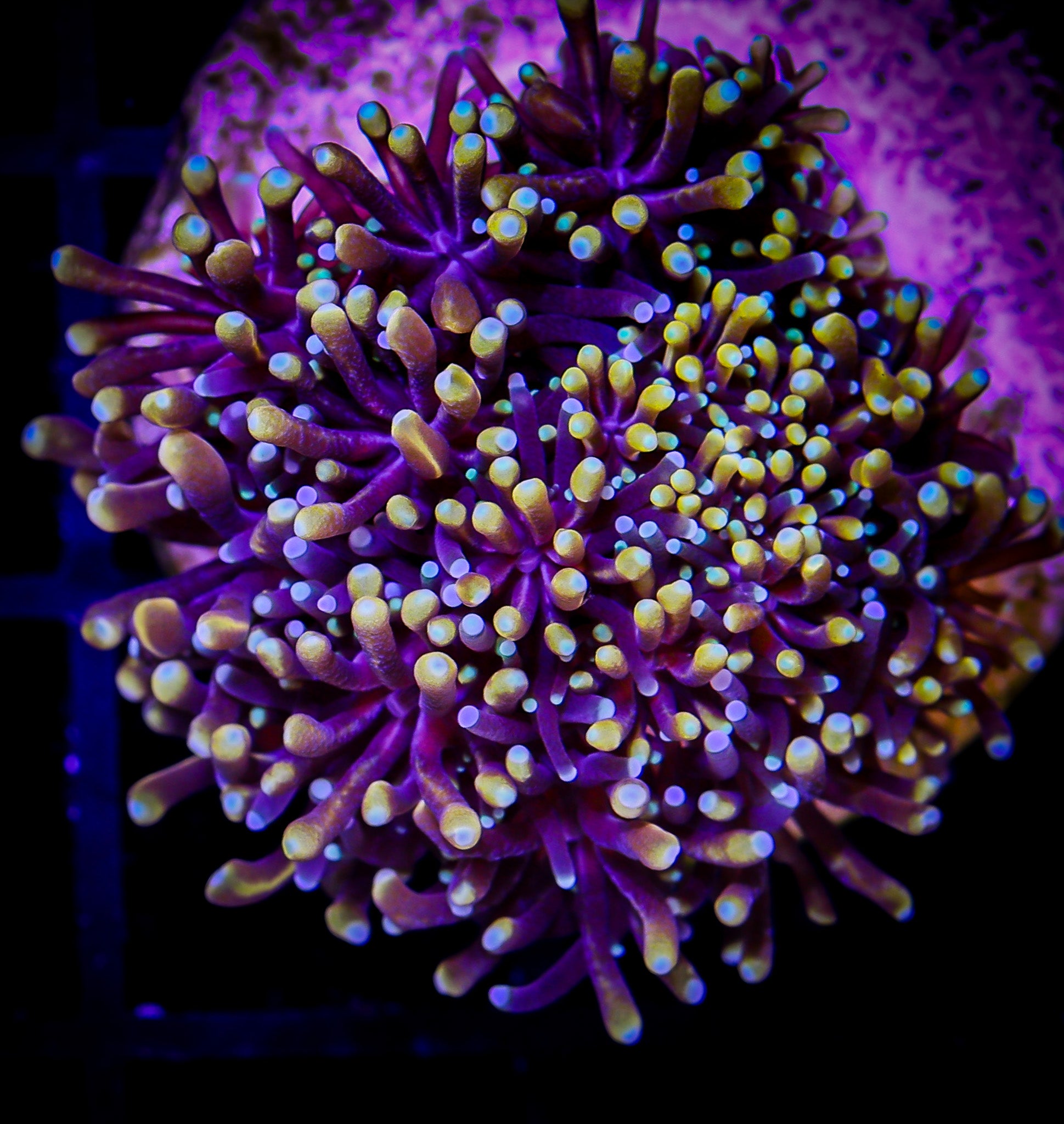 MOTHER OF ALL GALAXEA