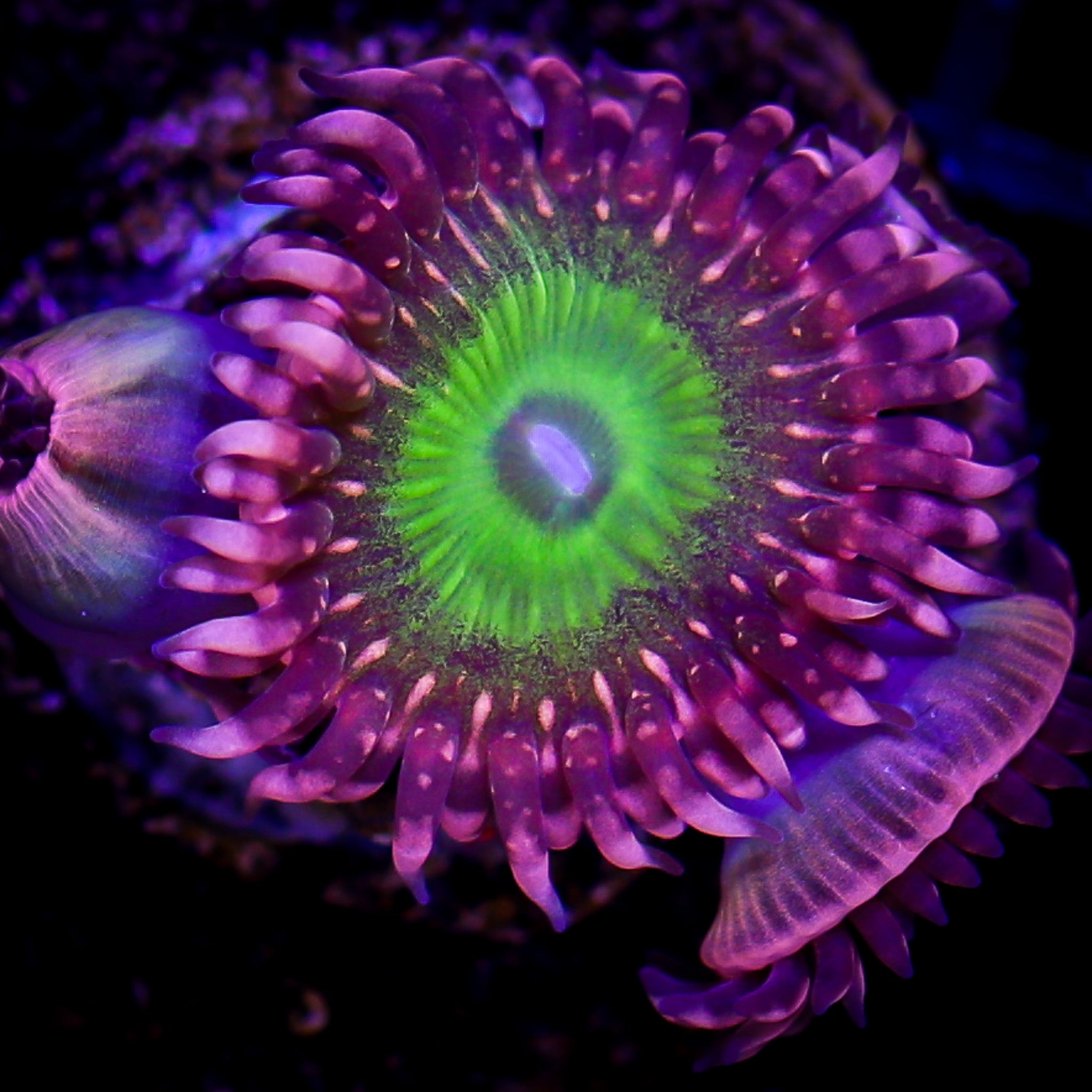 PINK HIPPO ZOA