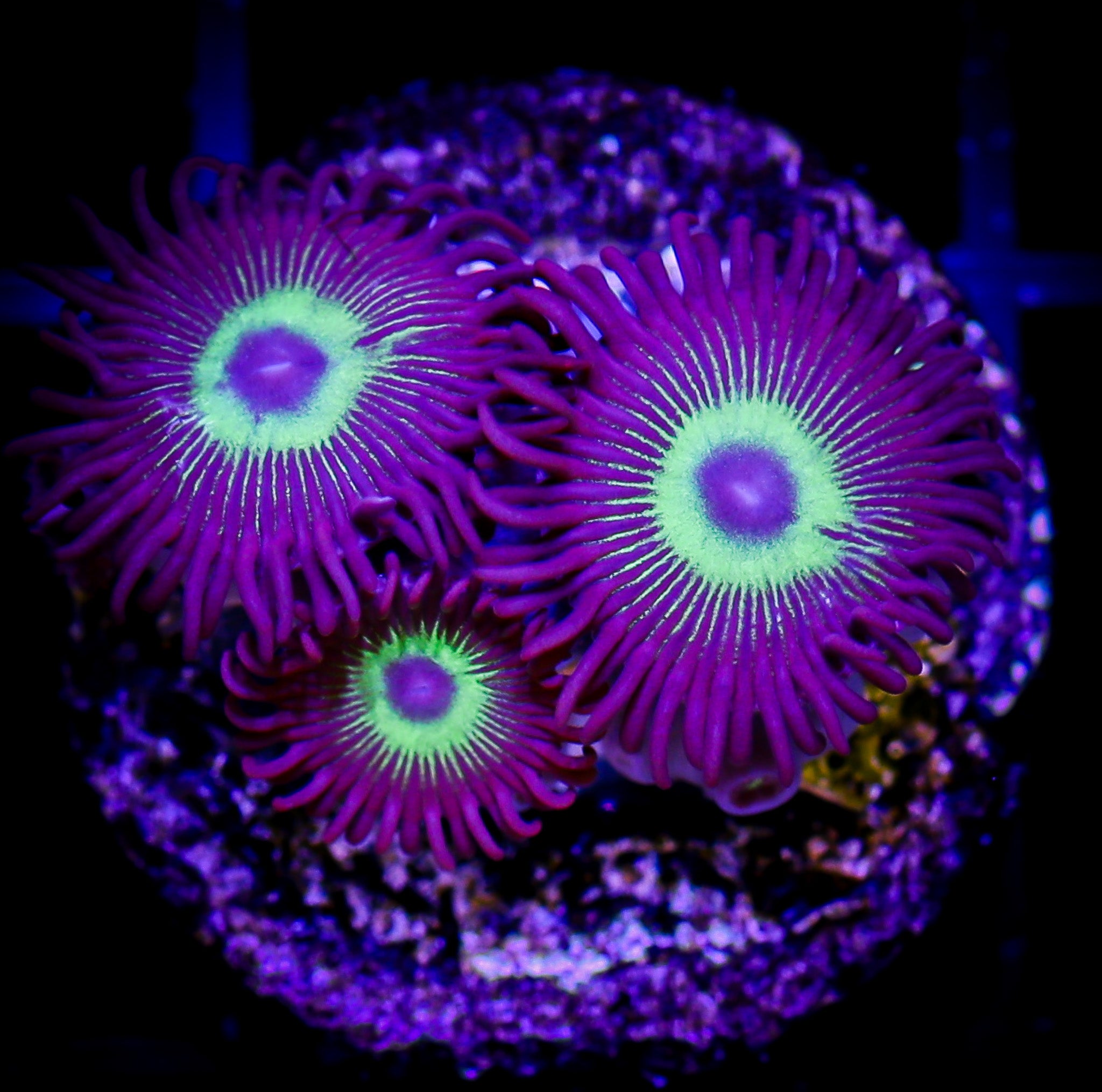 MEAN GREEN ZOA