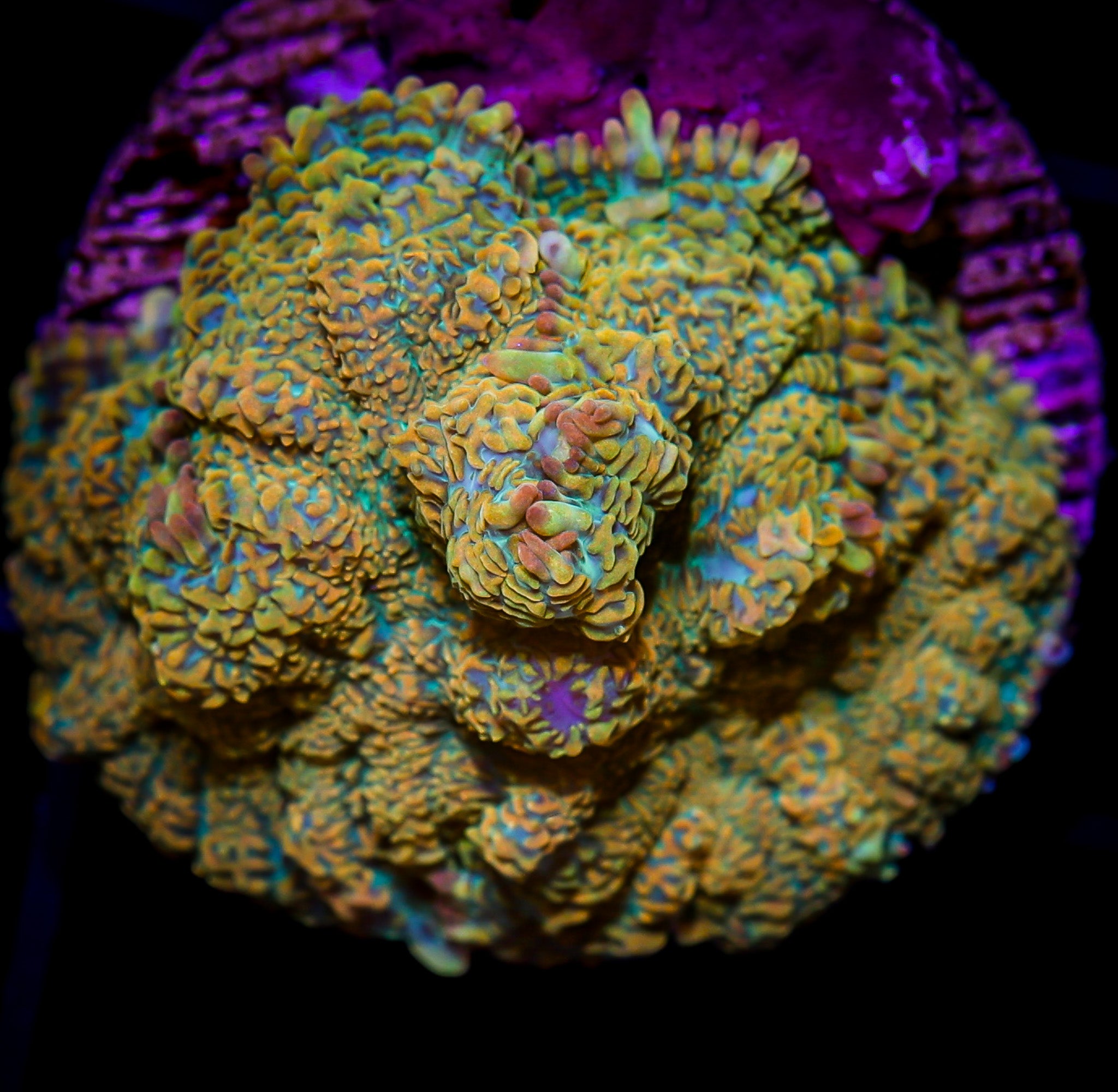 SOLARE FLARE RHODACTIS MUSHROOM