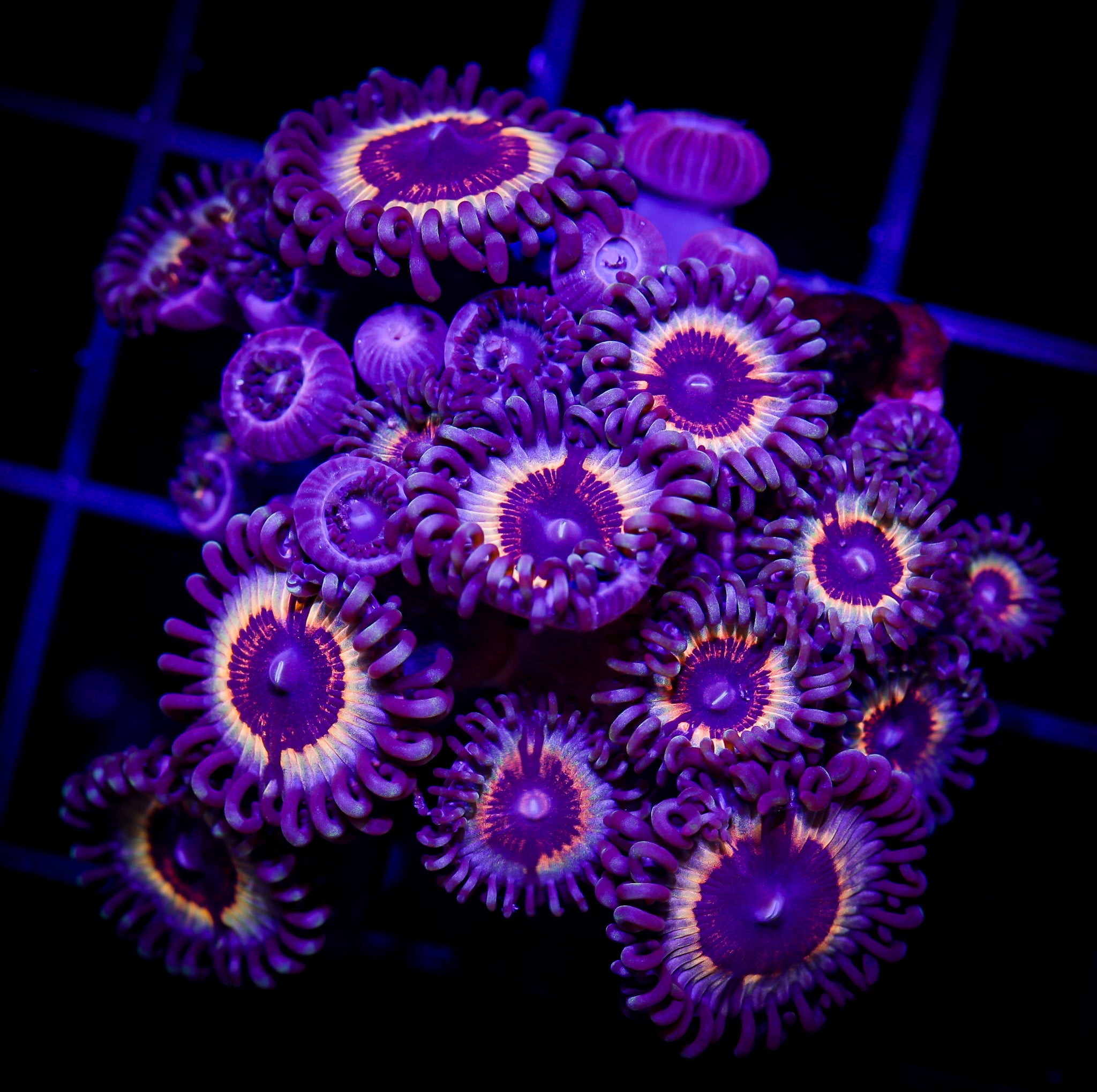 SONIC FLARE ZOA COLONY